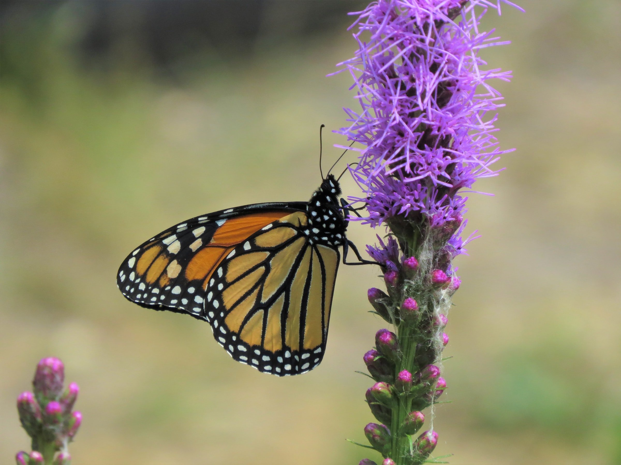 Monarch on purple flower