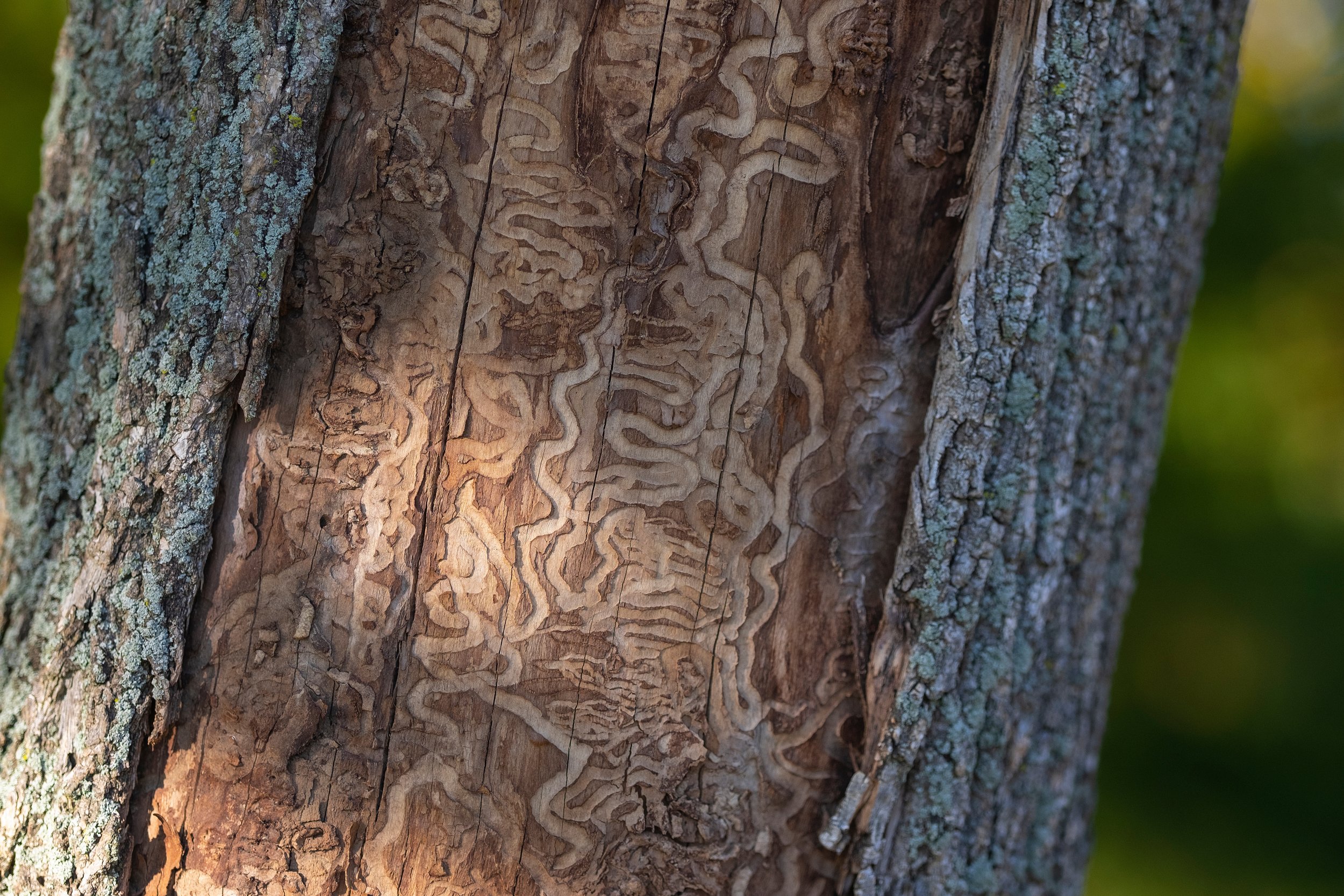 An Ash tree with obvious Emerald Ash Borer damage in the form of tunnels
