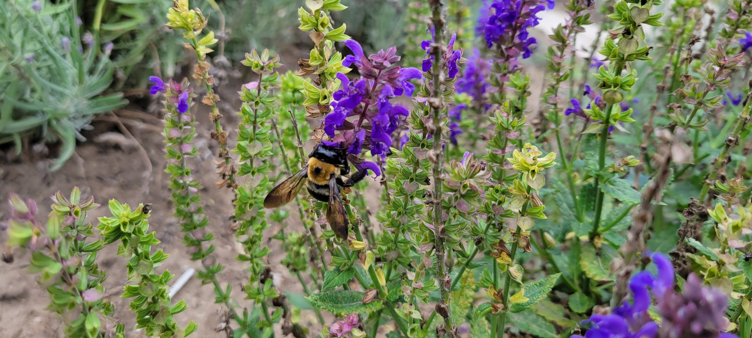 Bumble Bee on purple flowers
