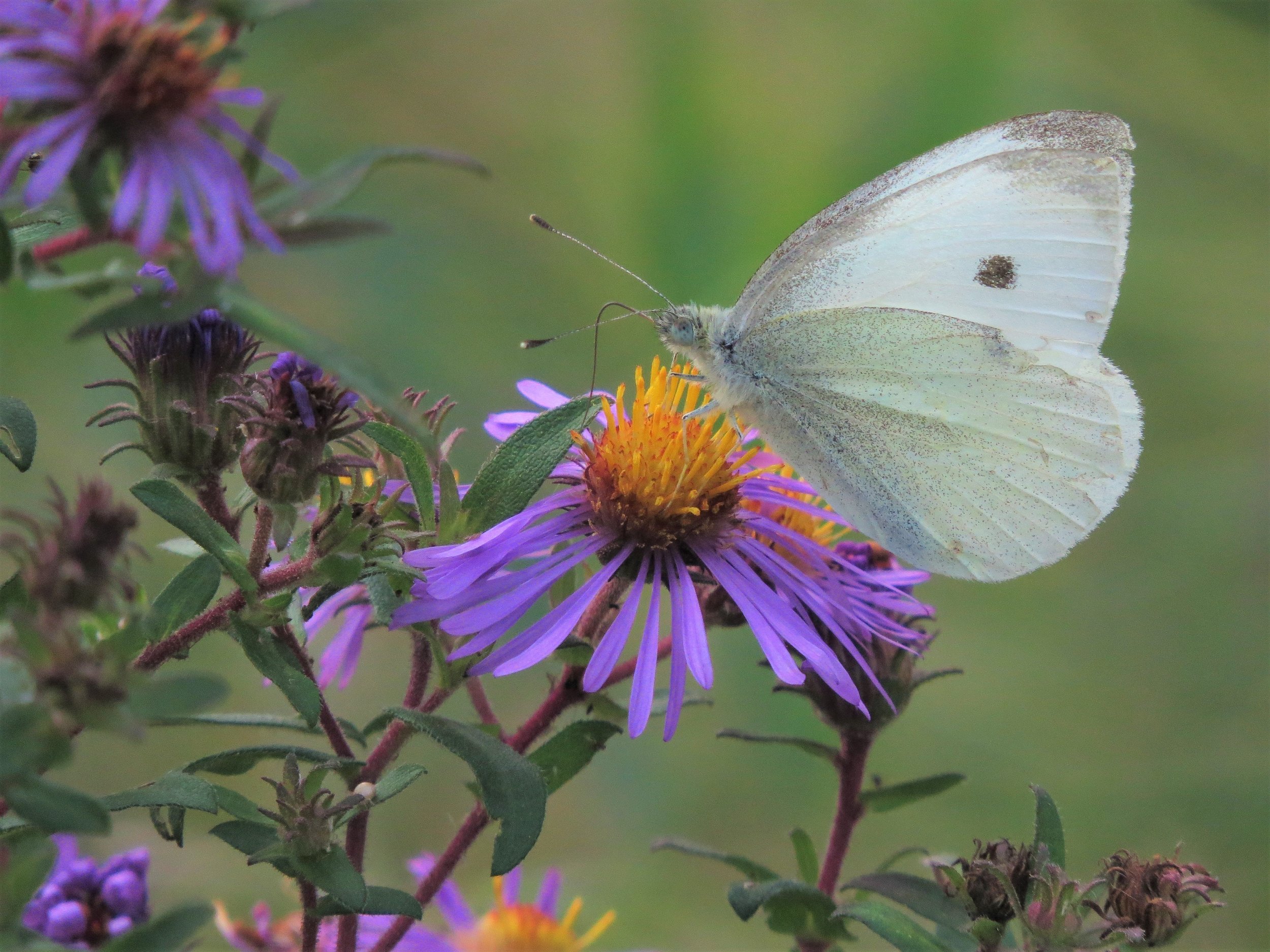 White butterfly on purple flower