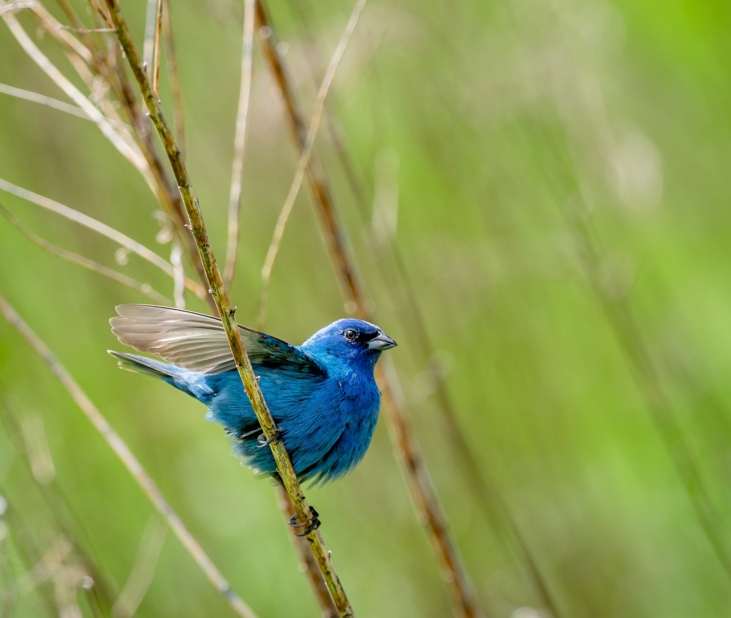 Indigo Bunting