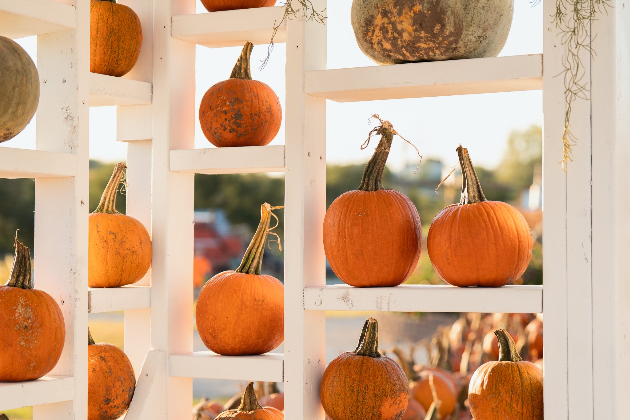 omaha-event-photography-skinny-bones-pumpkin-patch-10.jpg