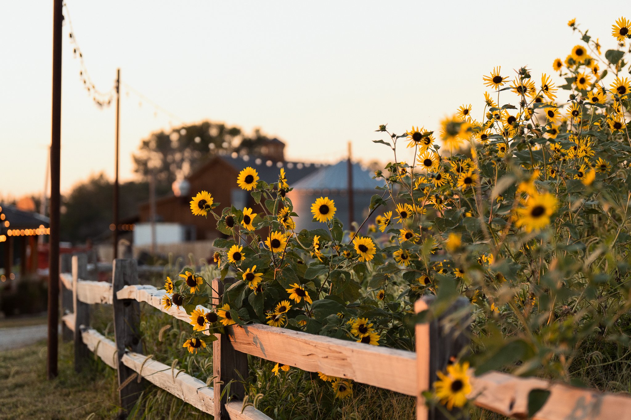 omaha-event-photography-skinny-bones-pumpkin-patch-17.jpg