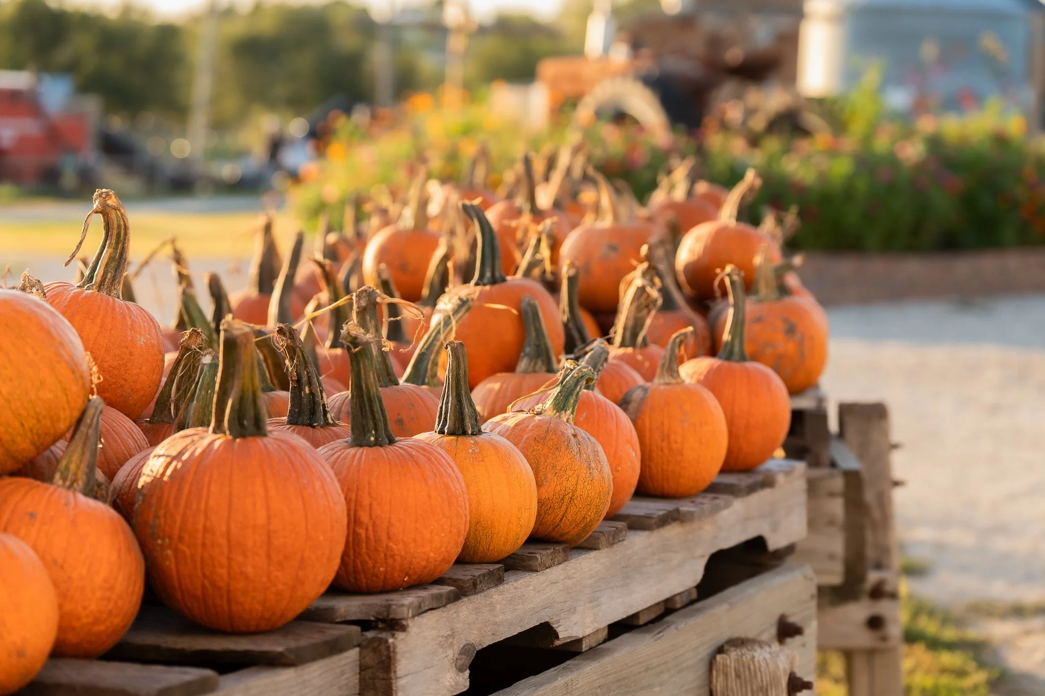 omaha-event-photography-skinny-bones-pumpkin-patch-11.jpg