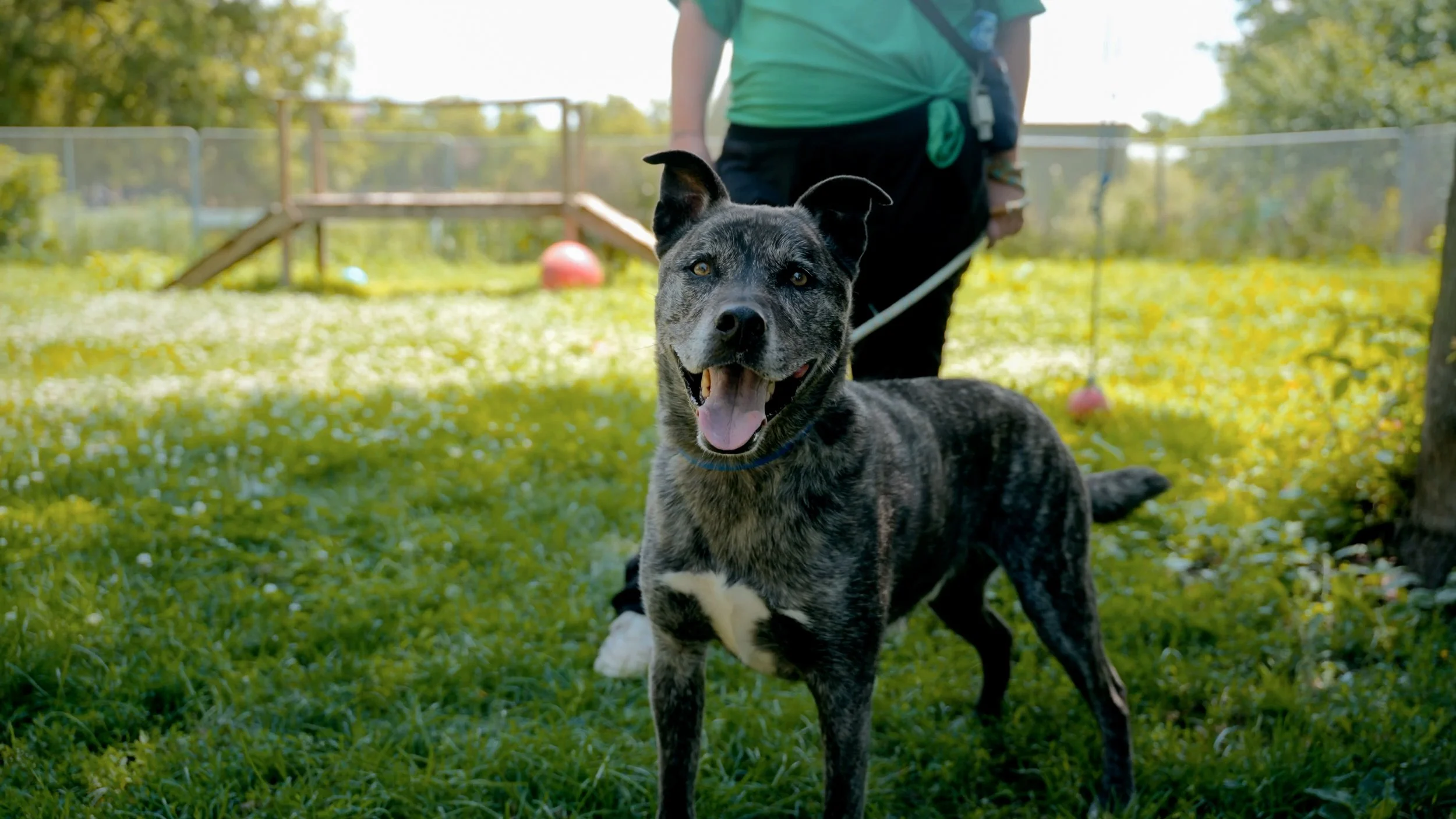Town and Country Animal Rescue