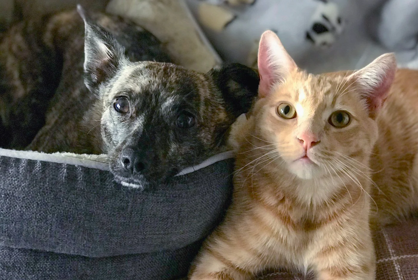Rescuing Animals, Educating Animal Lovers — Help Us If You Can