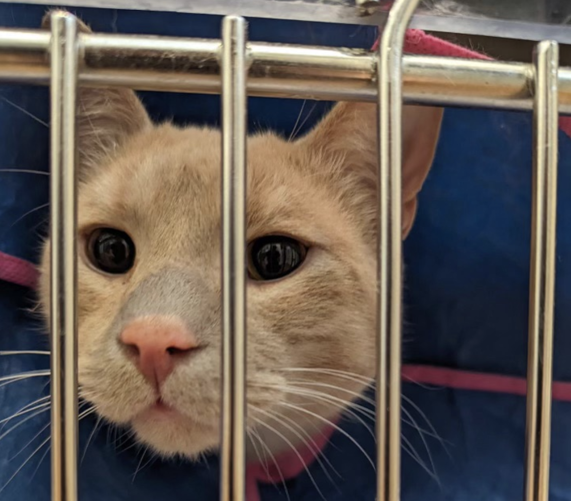 Screenshot 2024-04-09 at 10.35.29 PM.png