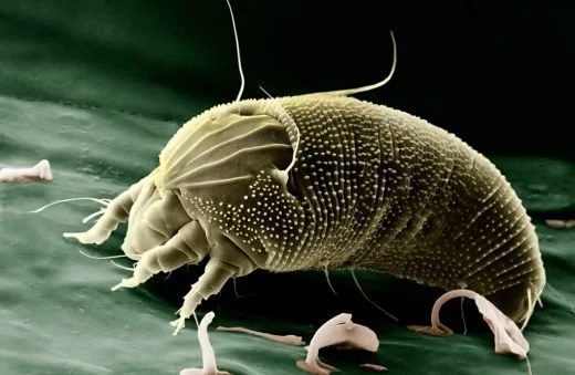 dust-mites