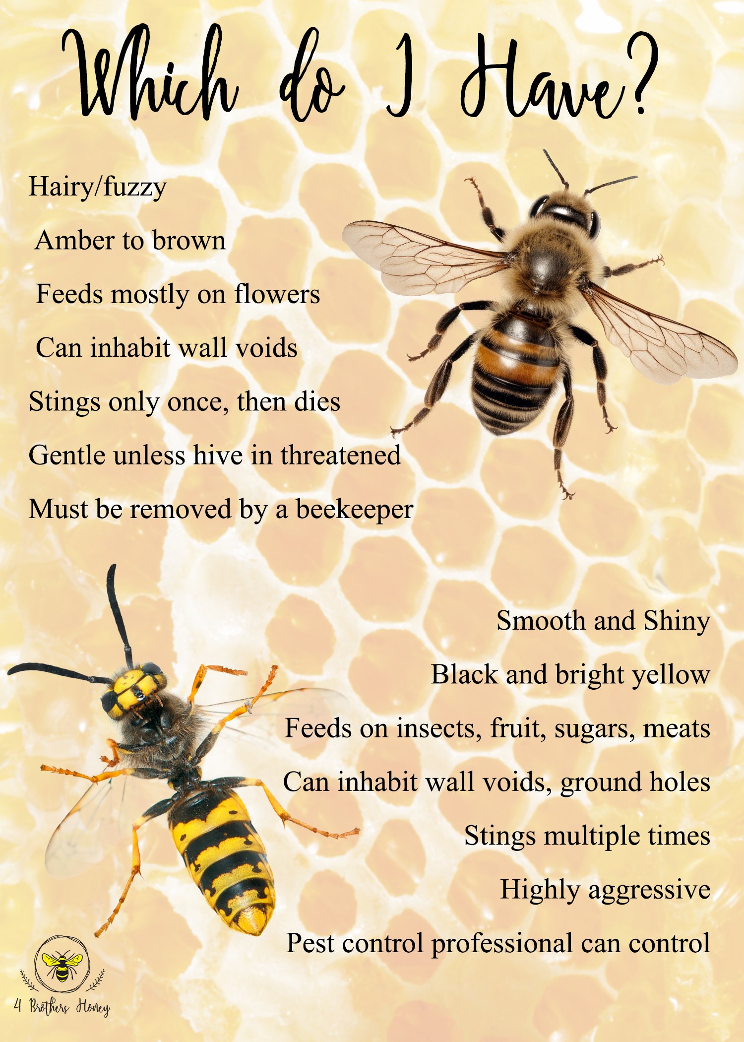 which do i have flyer.jpg