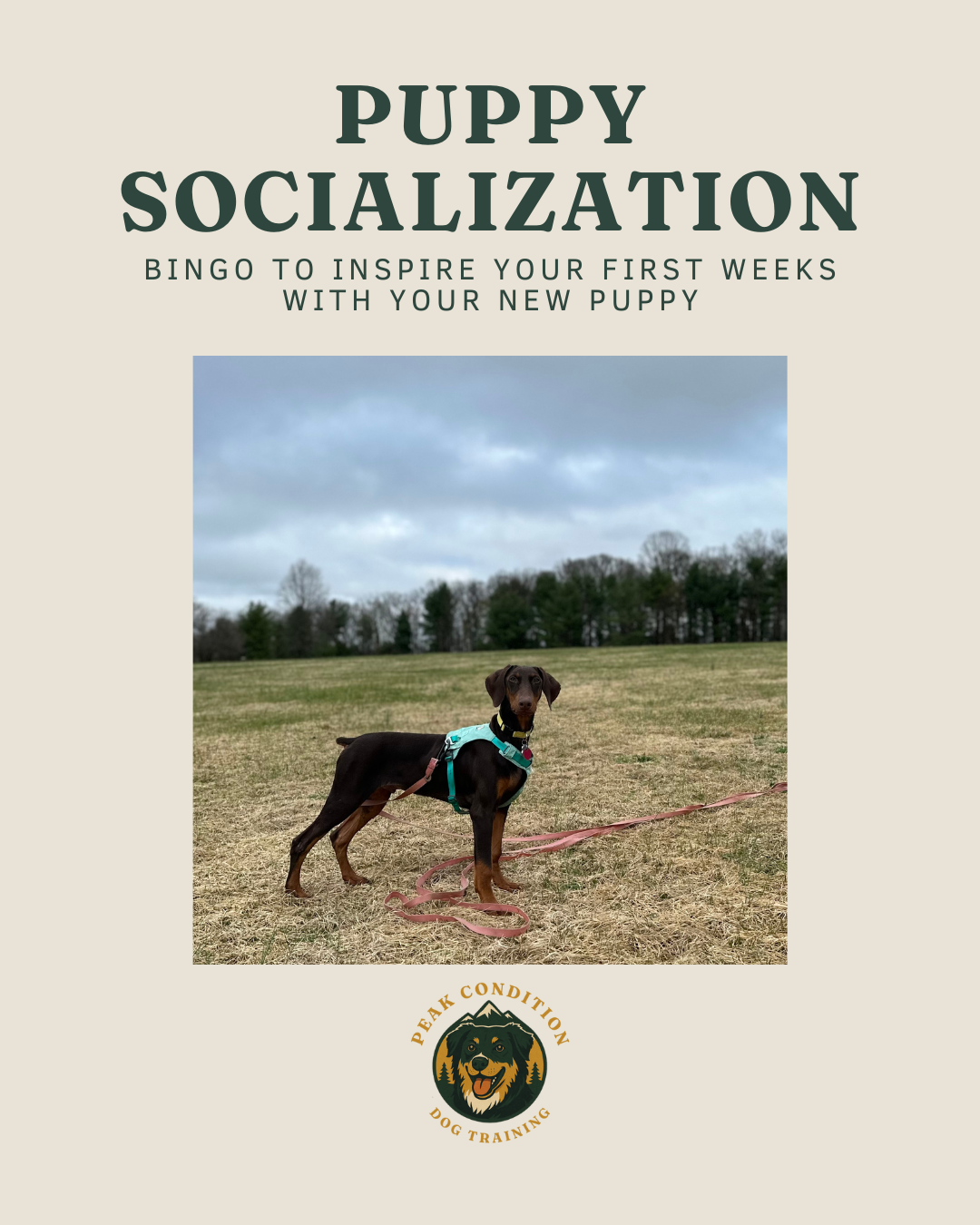 Puppy Socialization Bingo