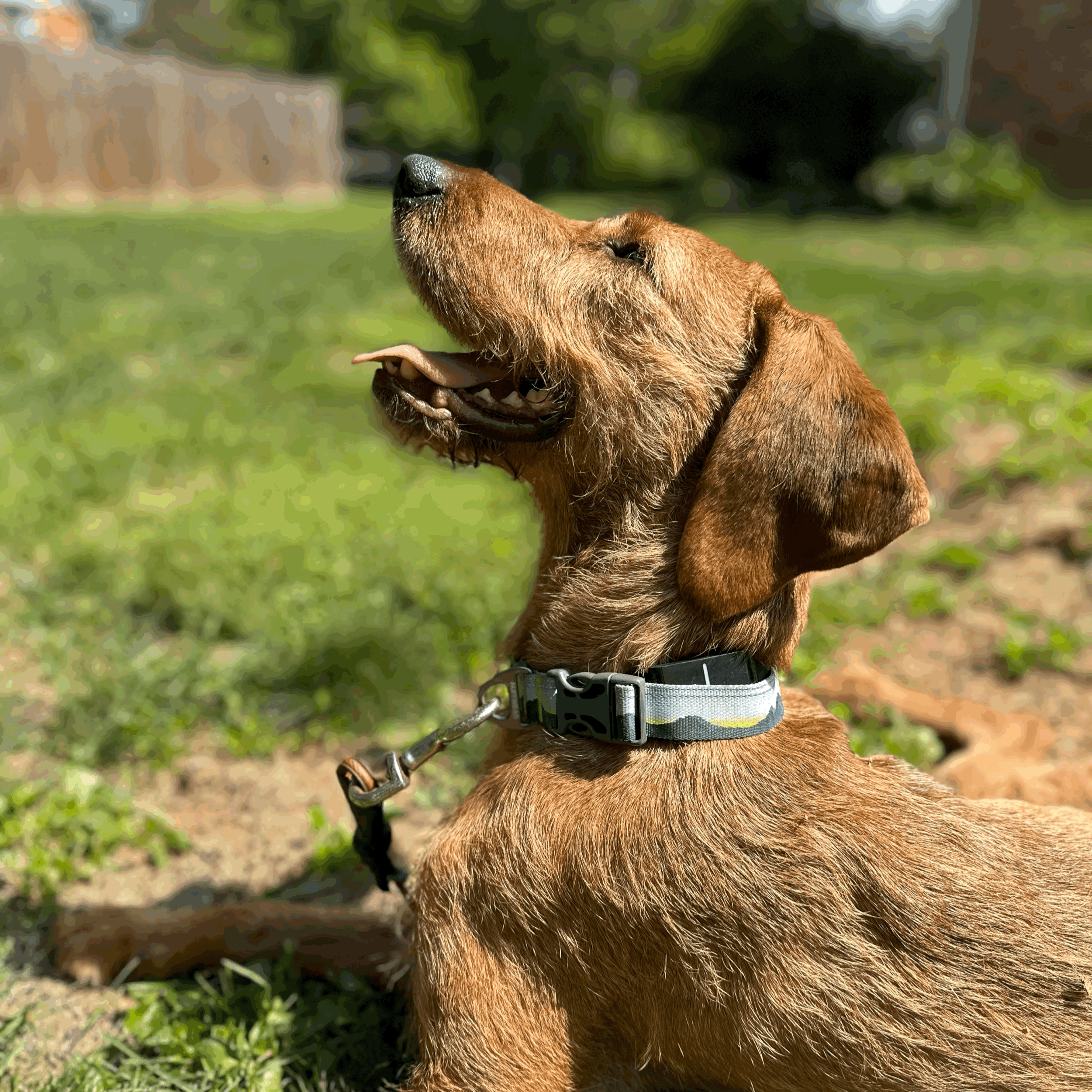 Sniffing Success