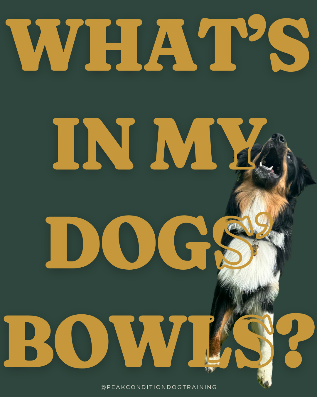 What’s in My Dog’s Bowl?