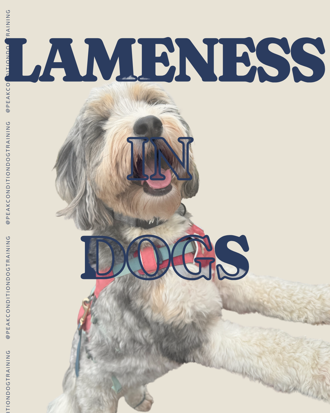 Lameness in Dogs