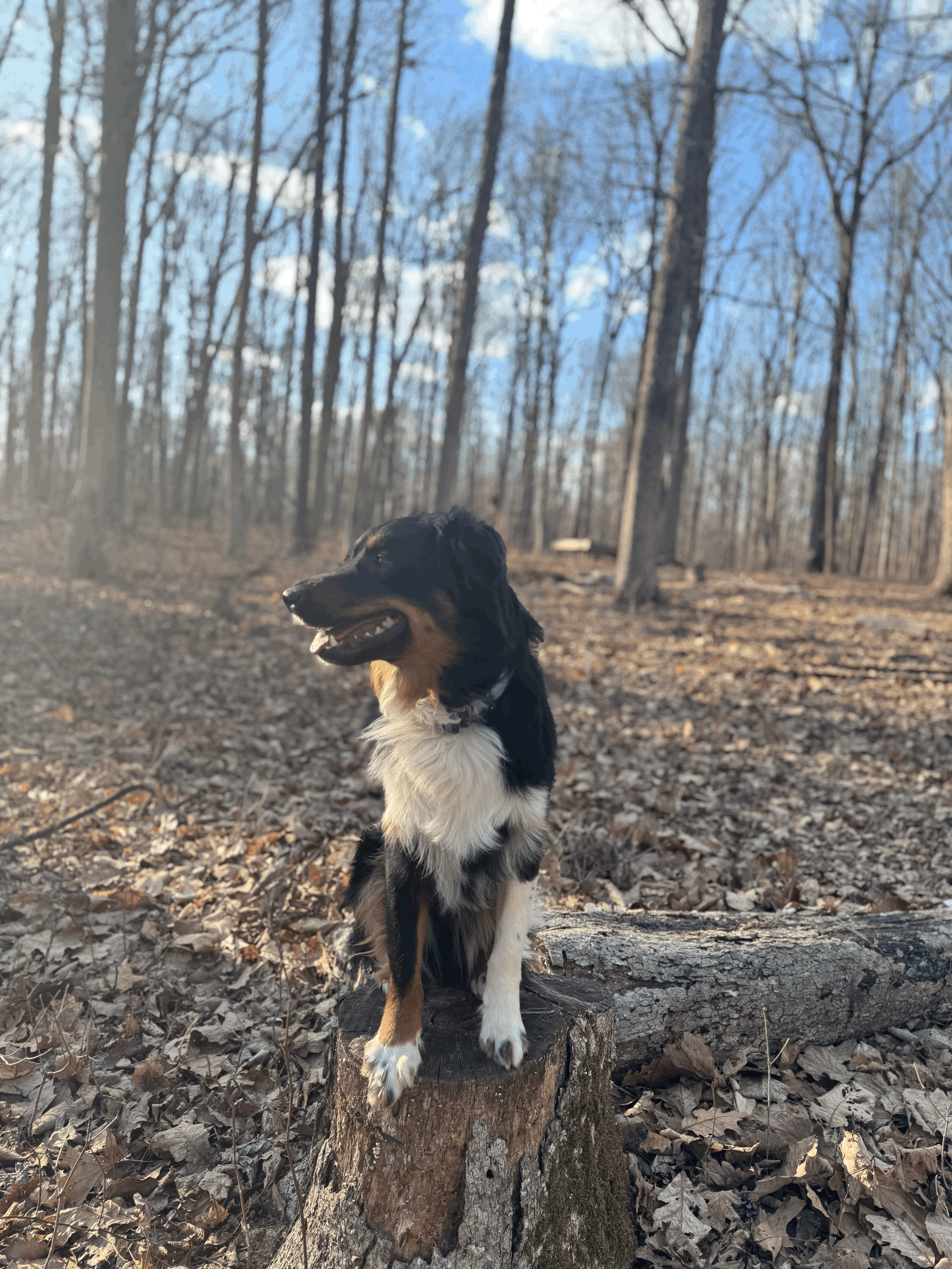 Monty’s Allergy Run-In