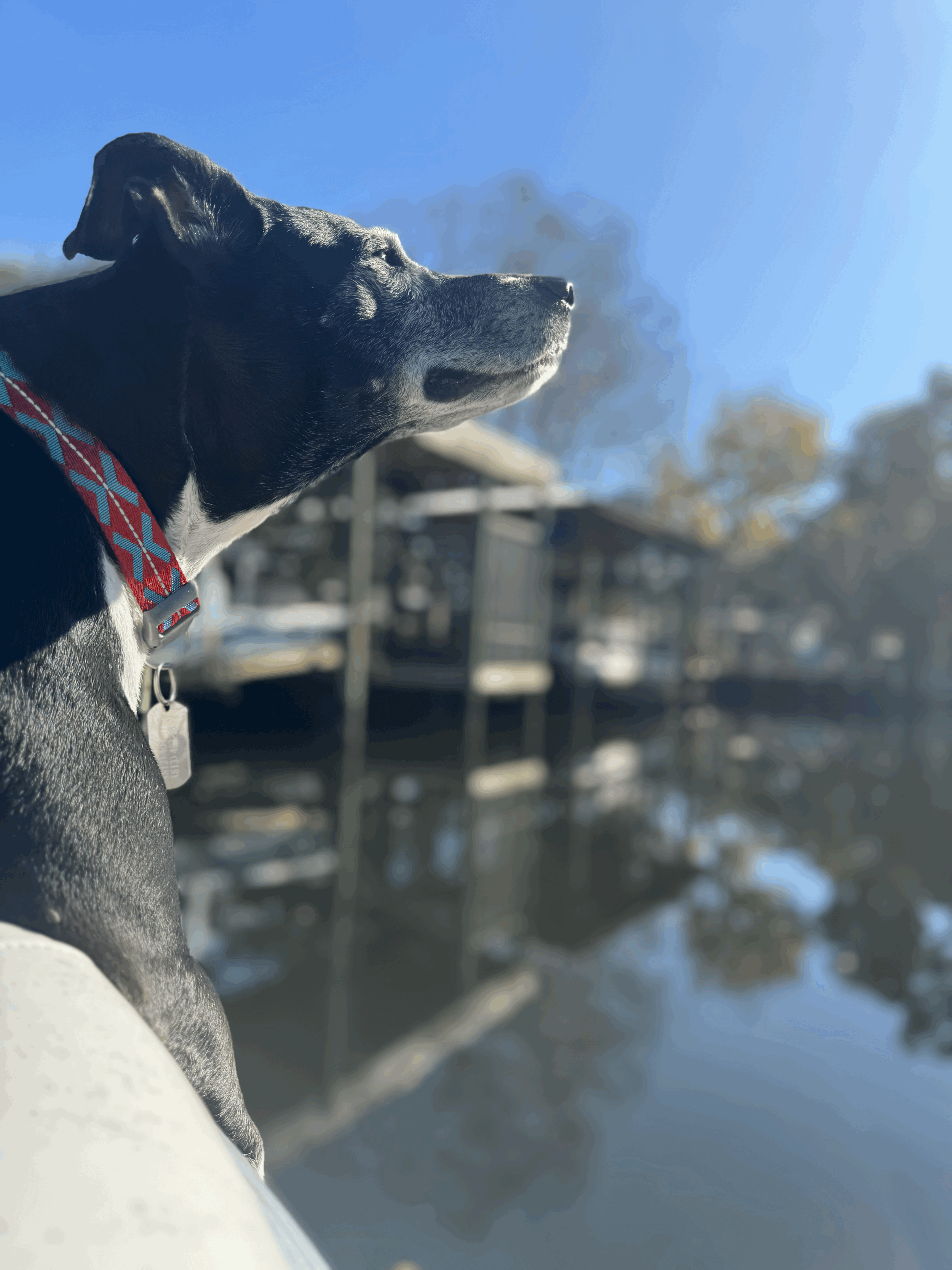 Case Study: Florida Dogs