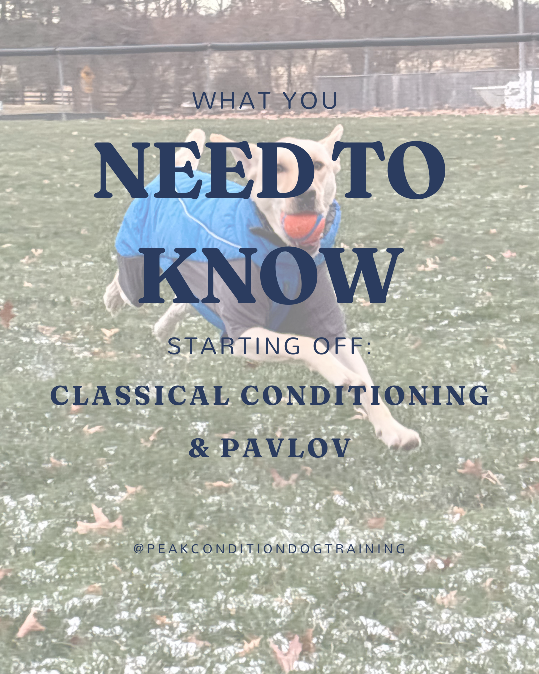 What You Need to Know Starting Off: Classical Conditioning &amp; Pavlov