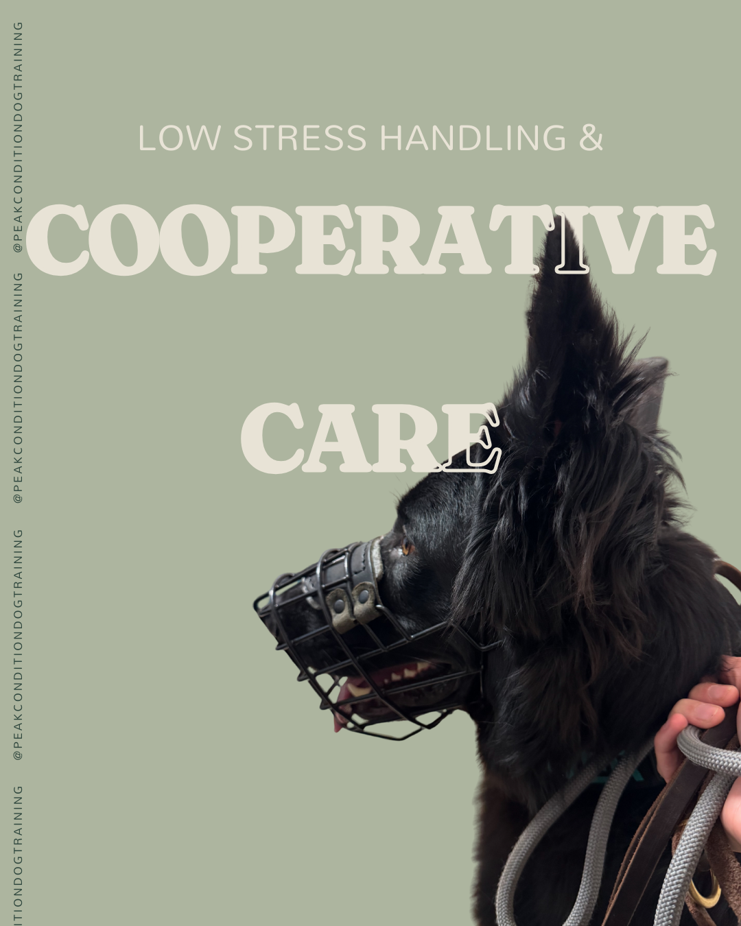 Low Stress Handling &amp; Cooperative Care