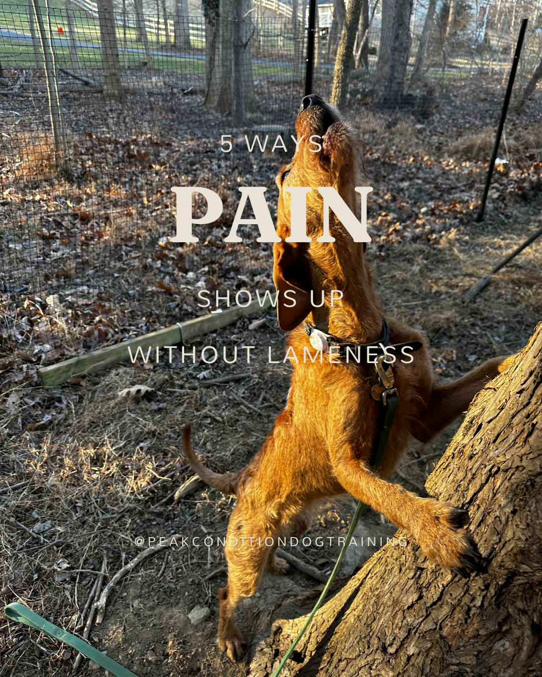 5 Ways Pain Shows Up Without Lameness