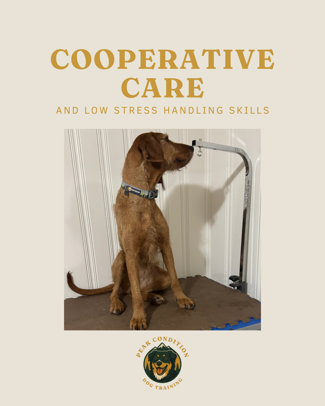 Cooperative Care