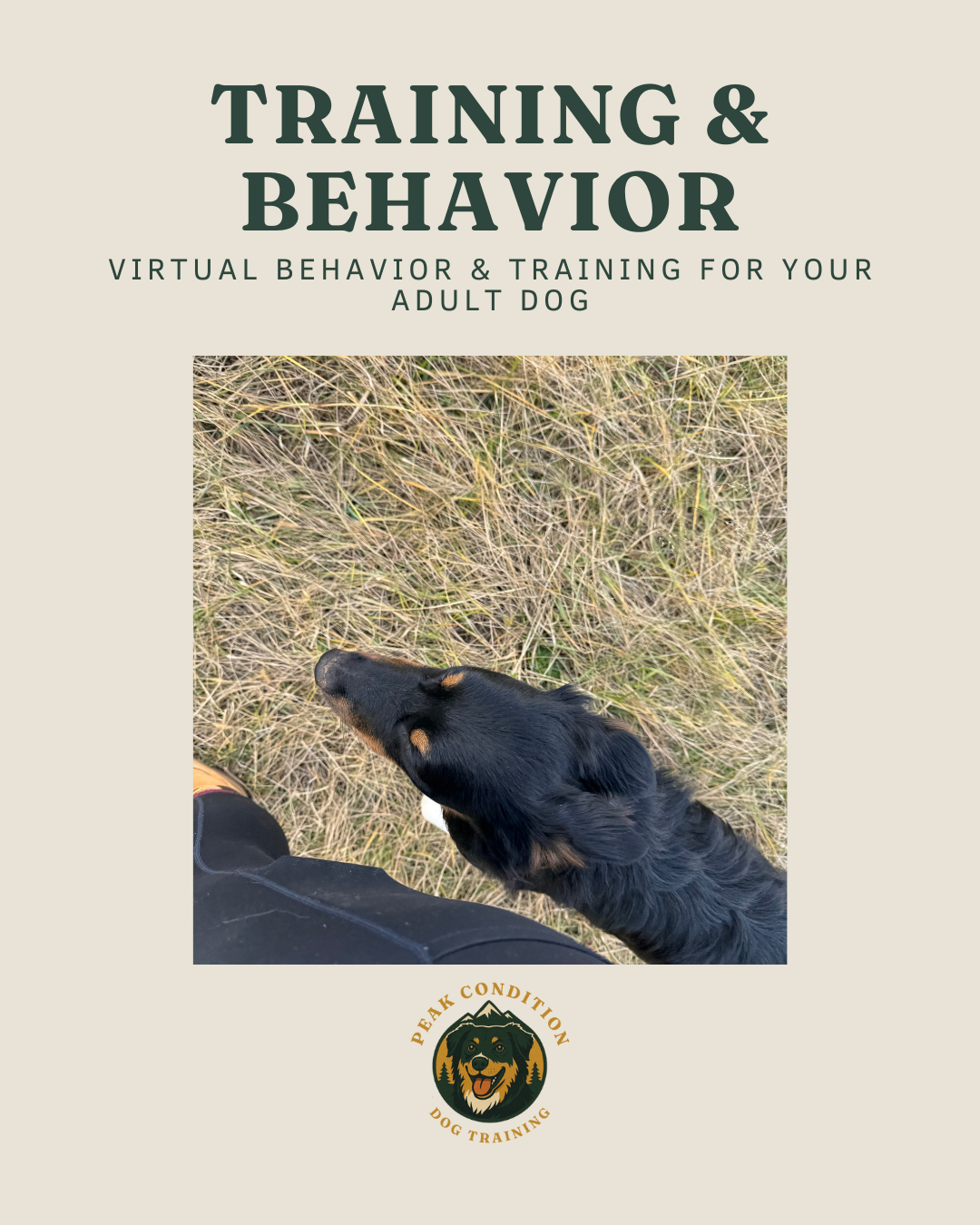 Adult Dog Behavior & Training