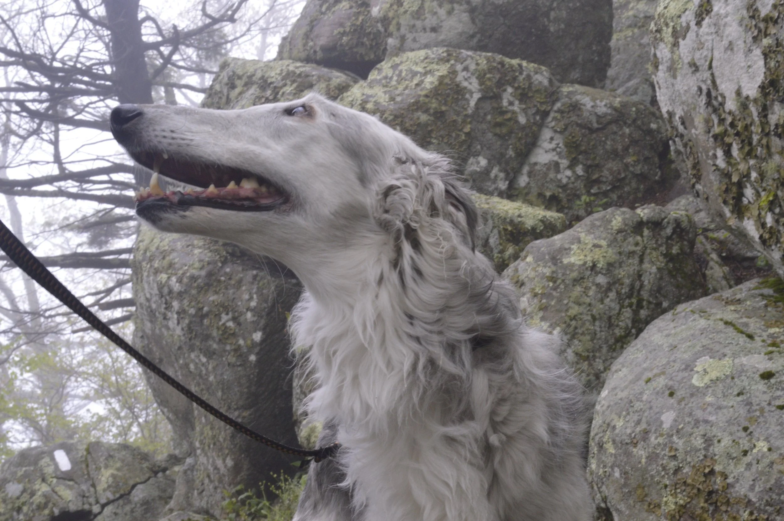 A close-up image of a Silken Windhound with light-colored fur, sitting on rocky terrain with moss-covered rocks and trees in the background.