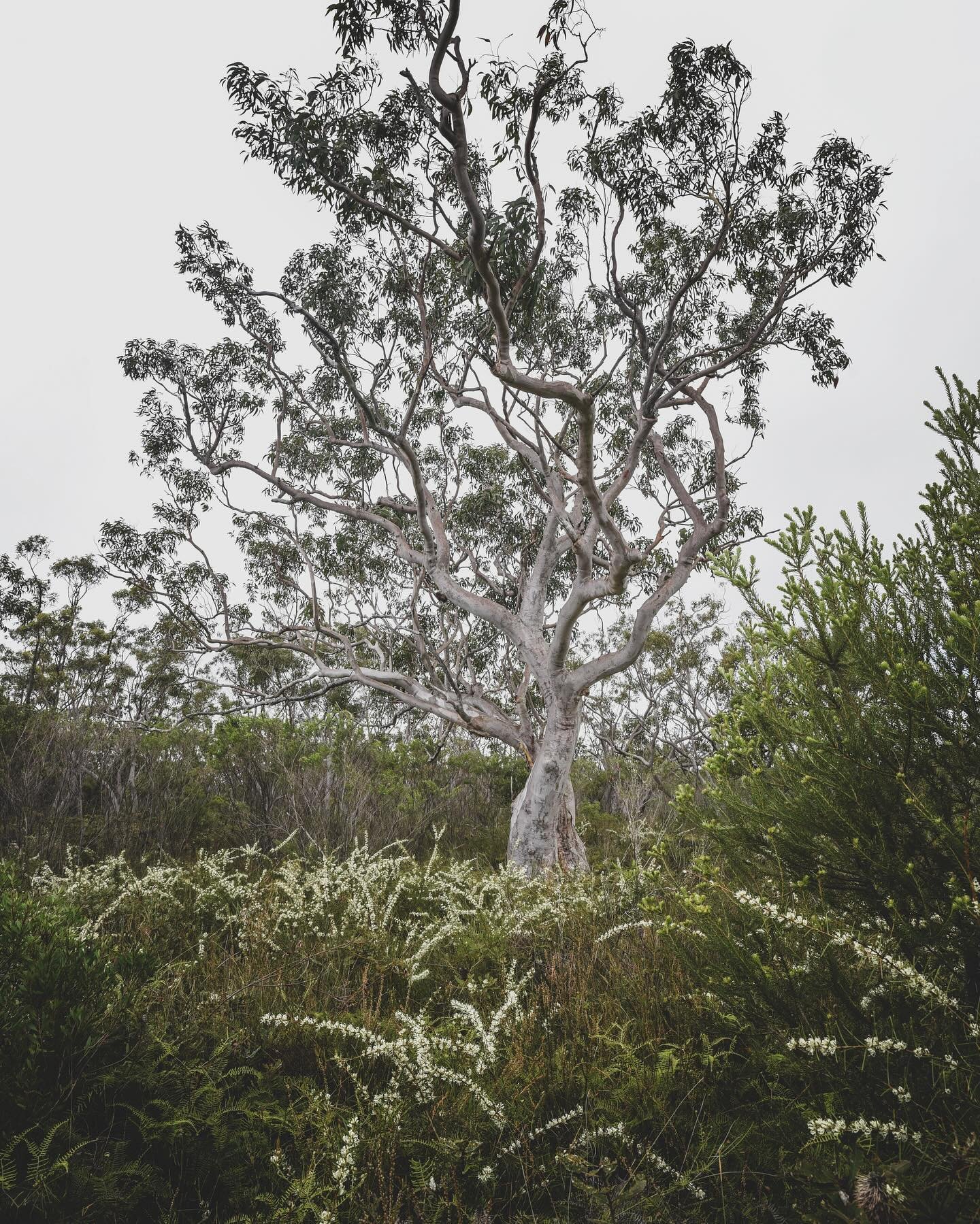 Above the towering sandstone cliffs of the Illawarra escarpment, the landscape is vastly different to that of the coastal plains found below. Heavy clay soils are replaced with swampy, impeded sandy peat soils. Tall Blackbutt&rsquo;s are replaced wit