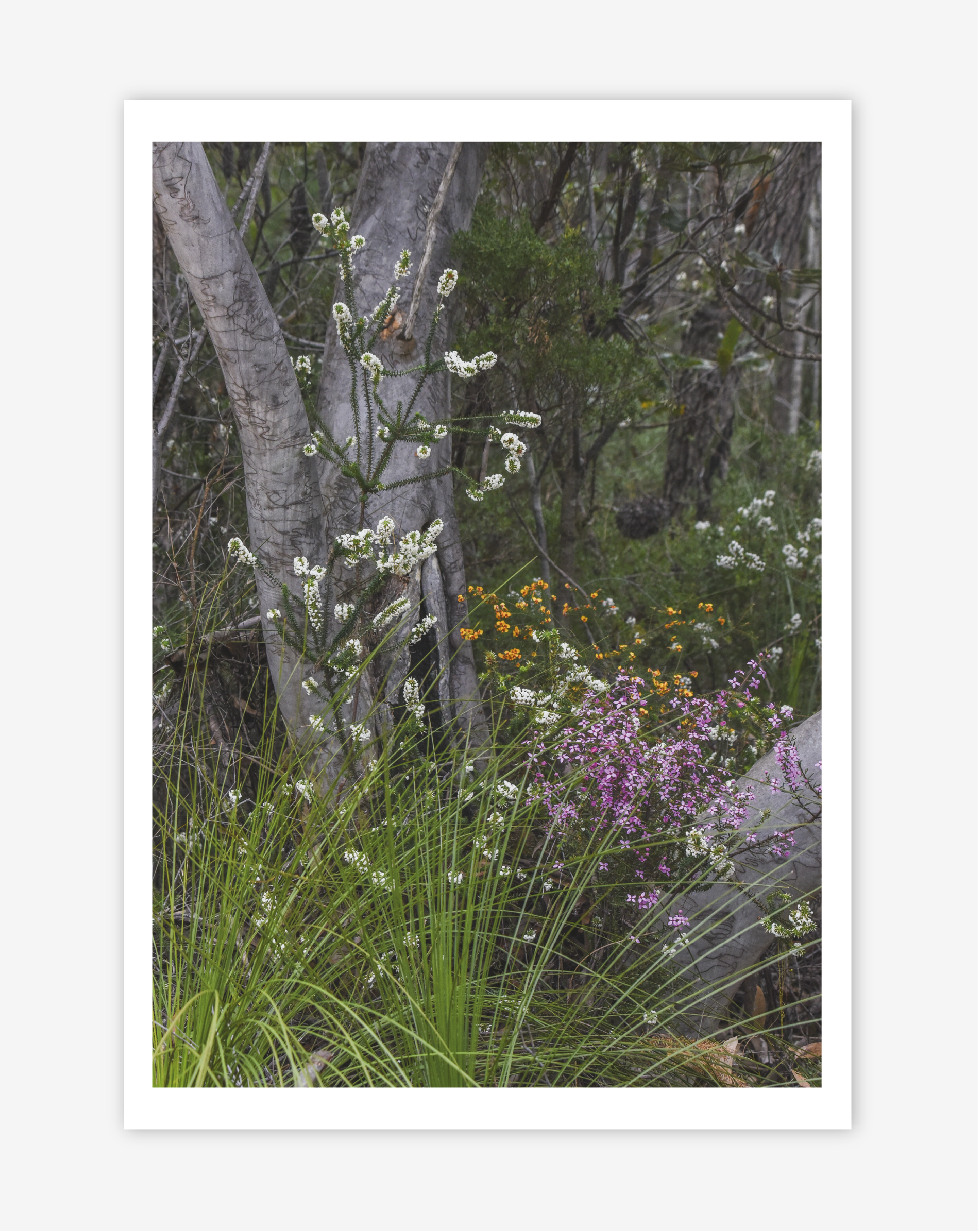 DTD-Prints-14.png