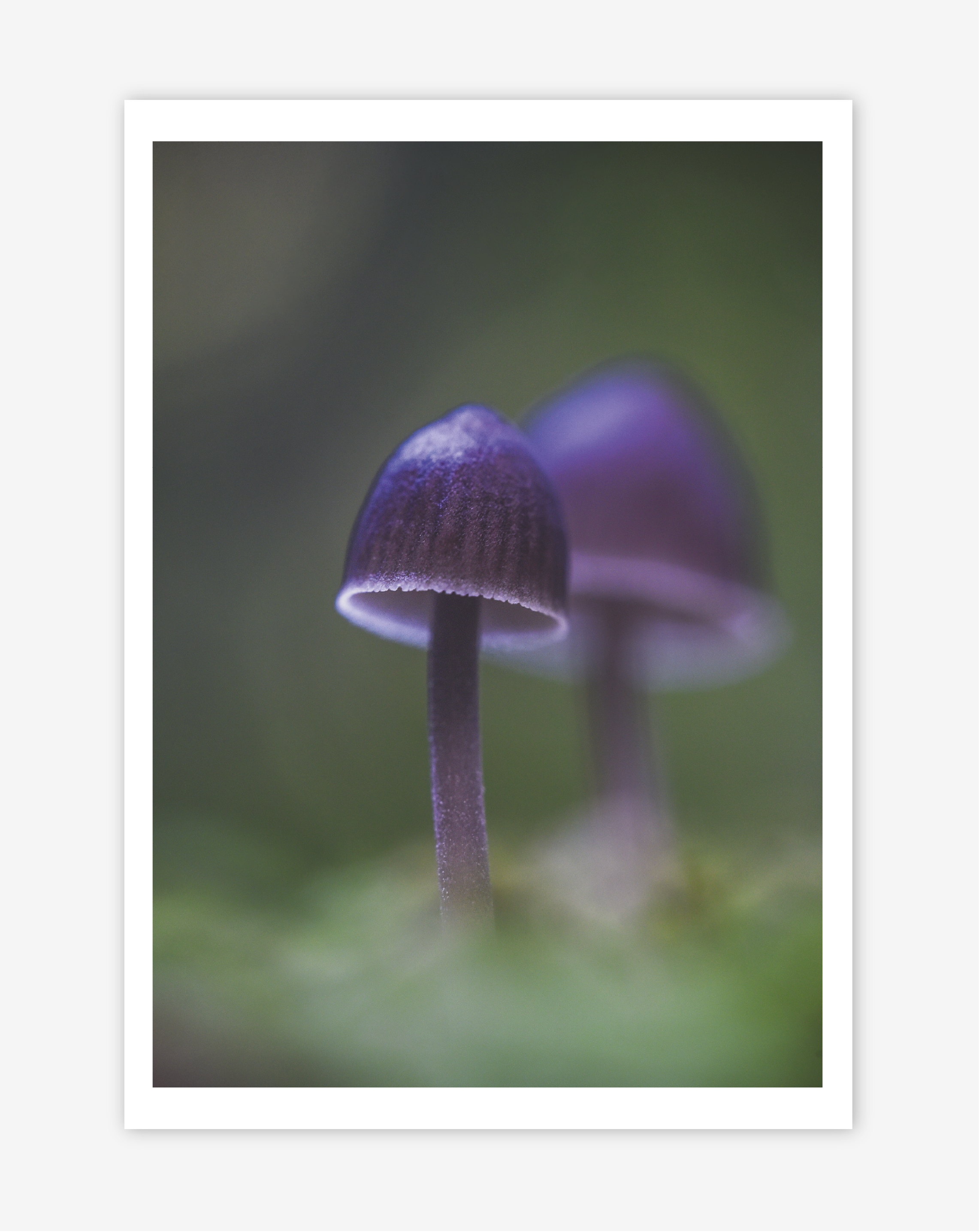 DTD-Prints-11.png