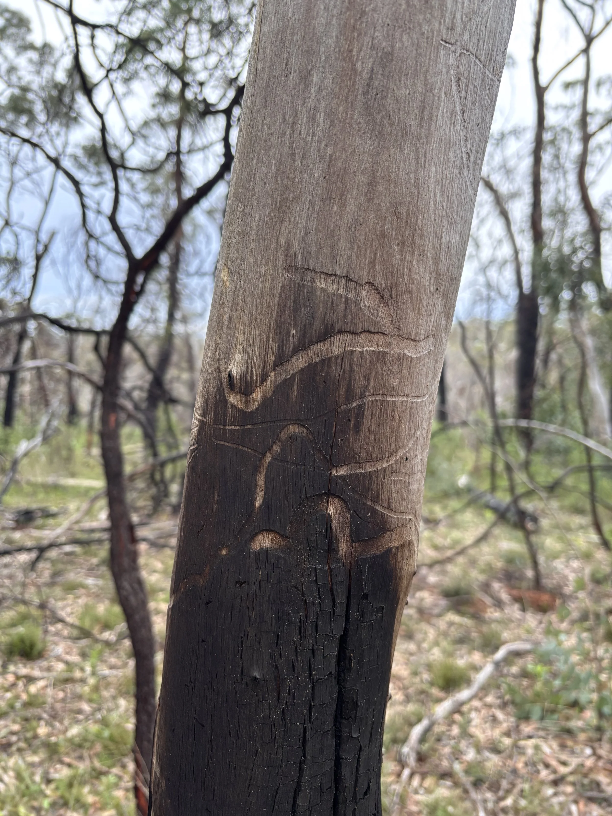 tree tracks.jpg