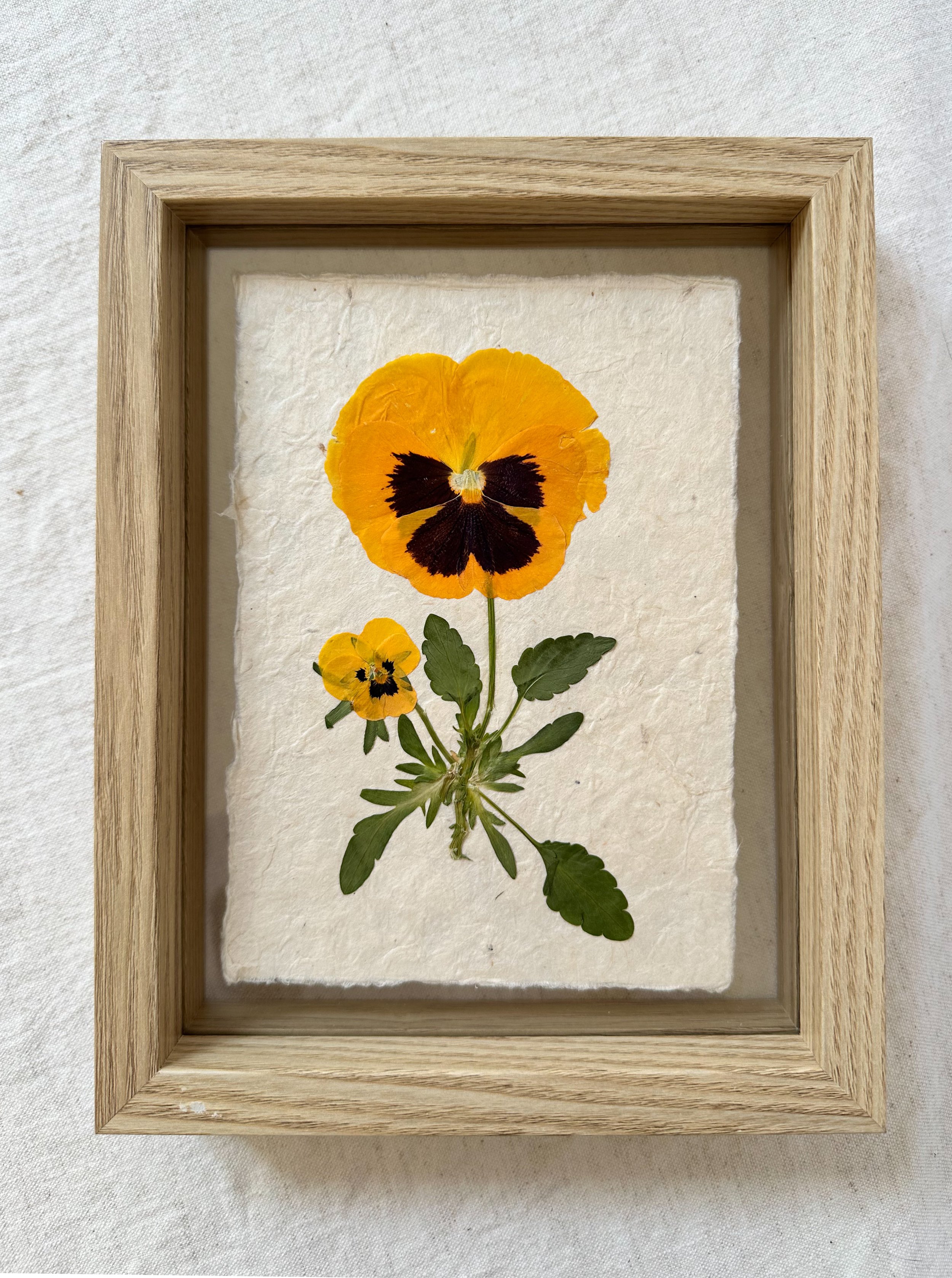 Golden Pansy