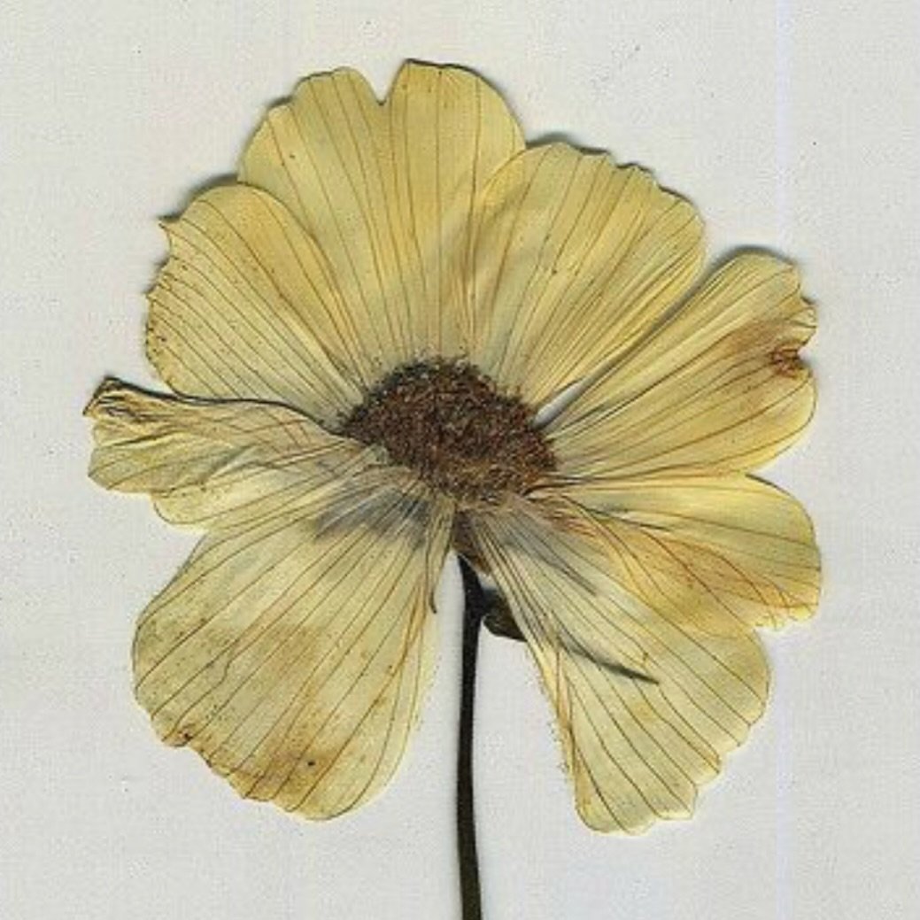 &ldquo;A flower does not think of competing with the flower next to it. It just blooms&rdquo;.

- Koshin Ogui ✿