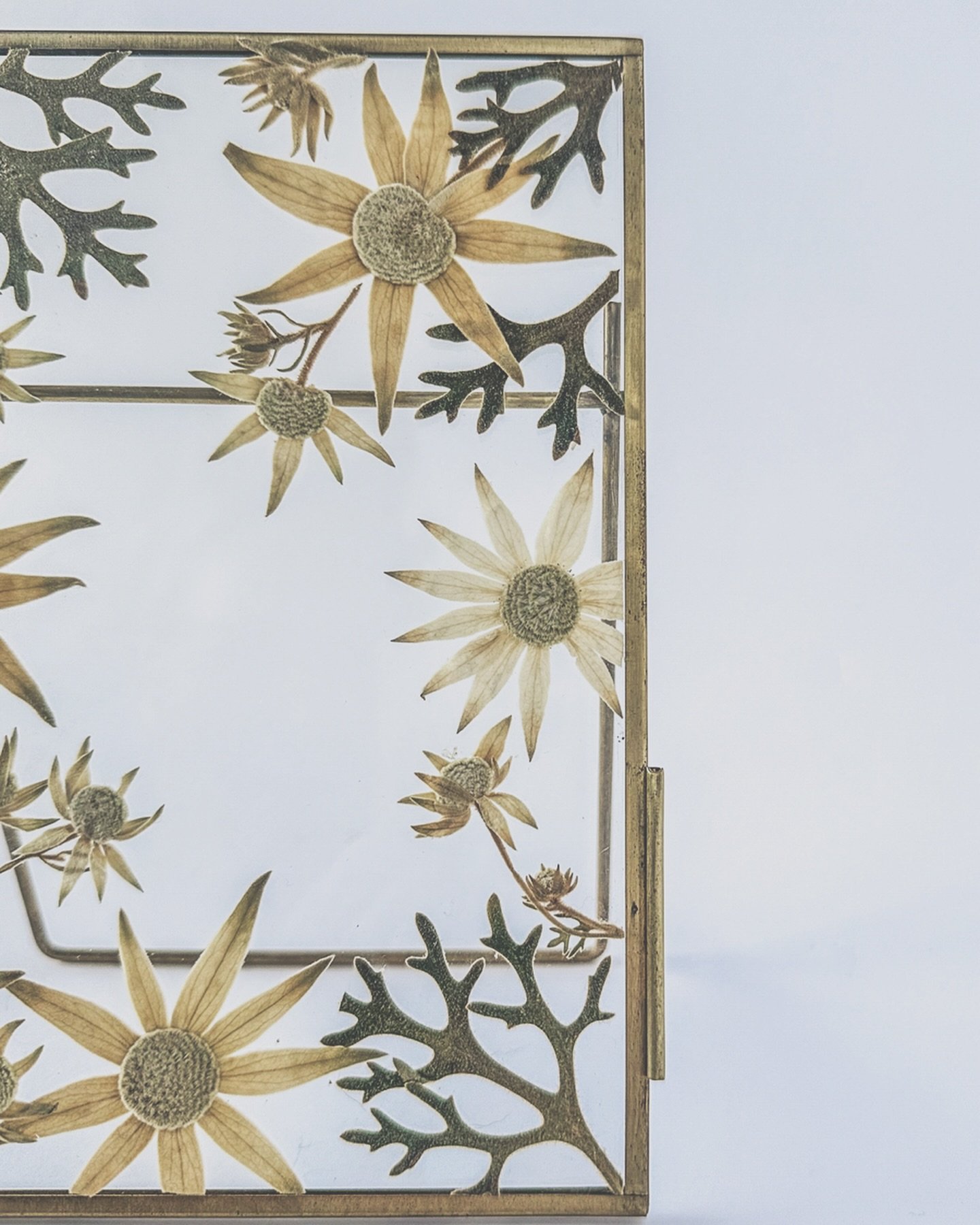 Rising into Spring - Flannel Flower 🤍

.
.
.
.
#thefloralmerchant #flowerpressing #shoplocal #sydney #supportsmall #handmade #madeinsydney #australia #nativeflowers #hardtofind #pressedflowers #floralart #homedecor