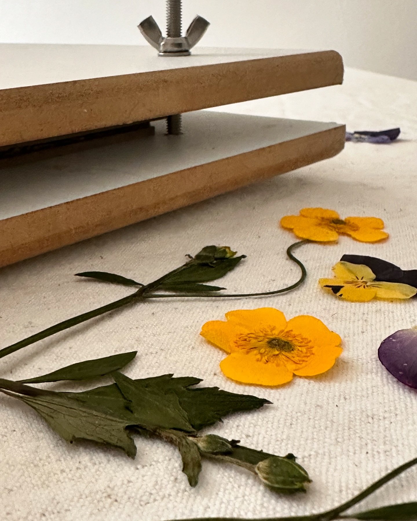 October pressings in time for Christmas trinkets ✨

.
.
.
.
.
.
.
.
.
〰️〰️

#thefloralmerchant
#handmade
#pressedflowers
#sydneyflowers
#madeinbondi
#sydneycreative
#madeinsydney
#supportsmall
#shoplocal
#sendlove