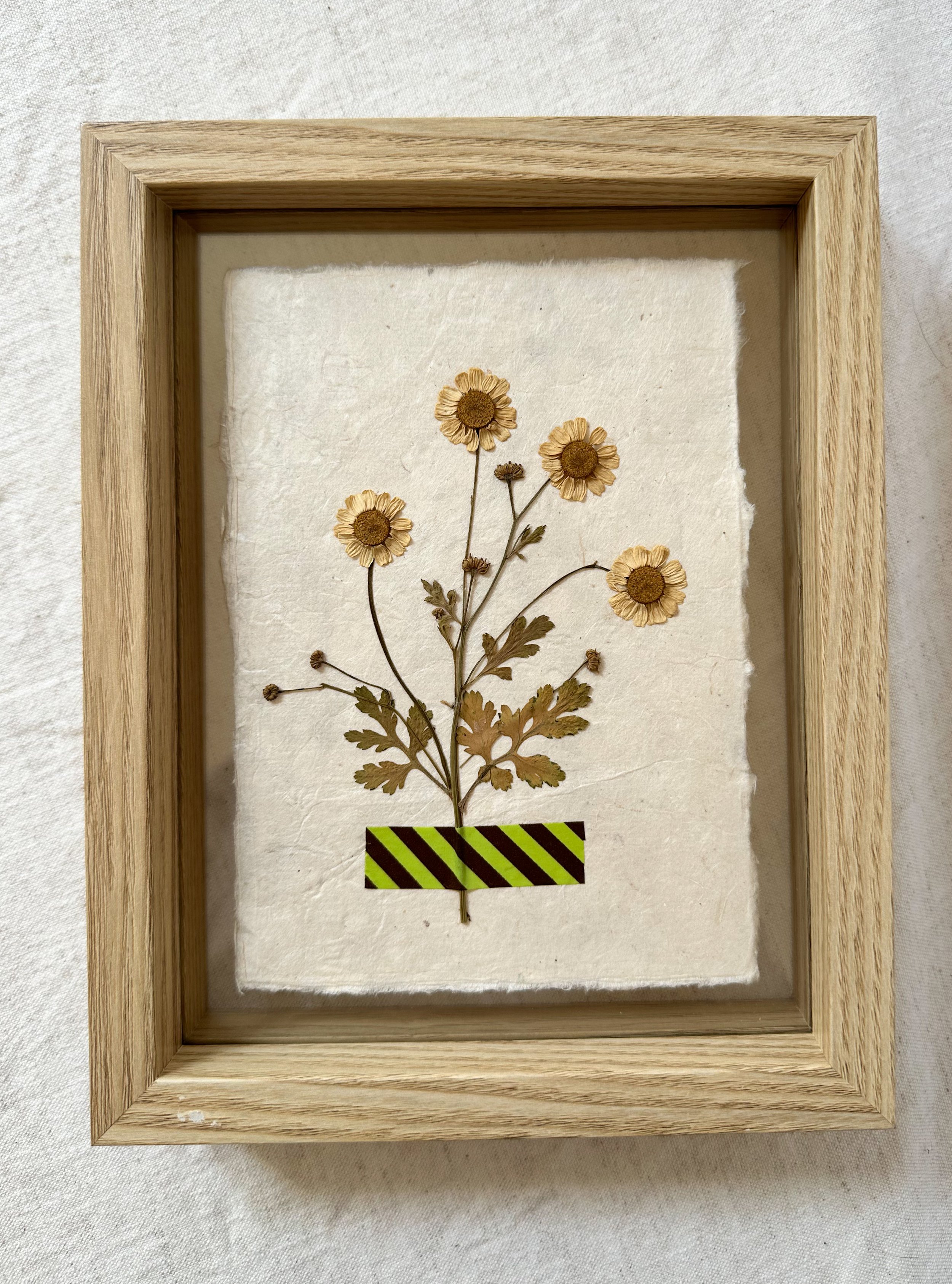 Chamomile