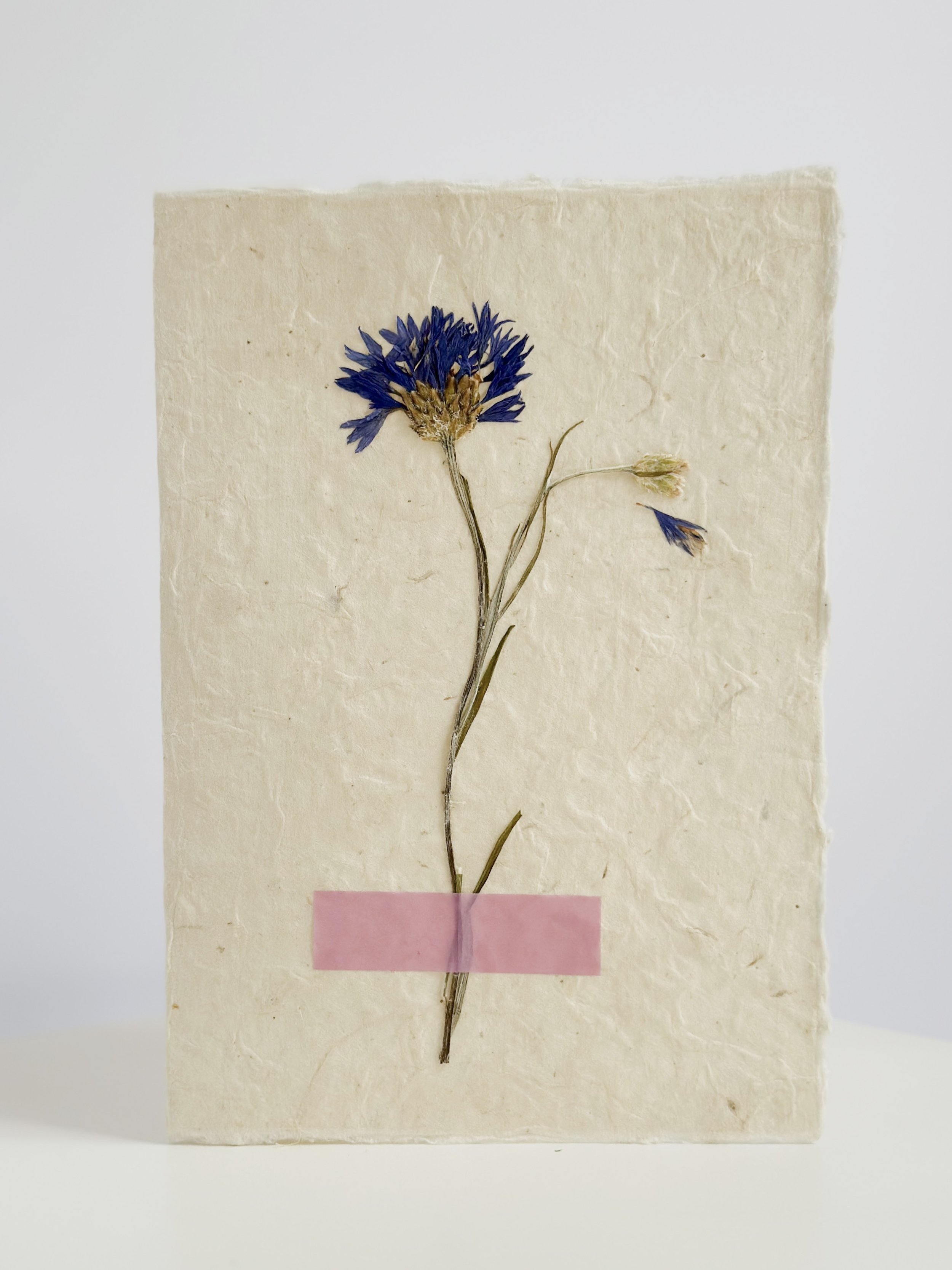 Cornflower Card