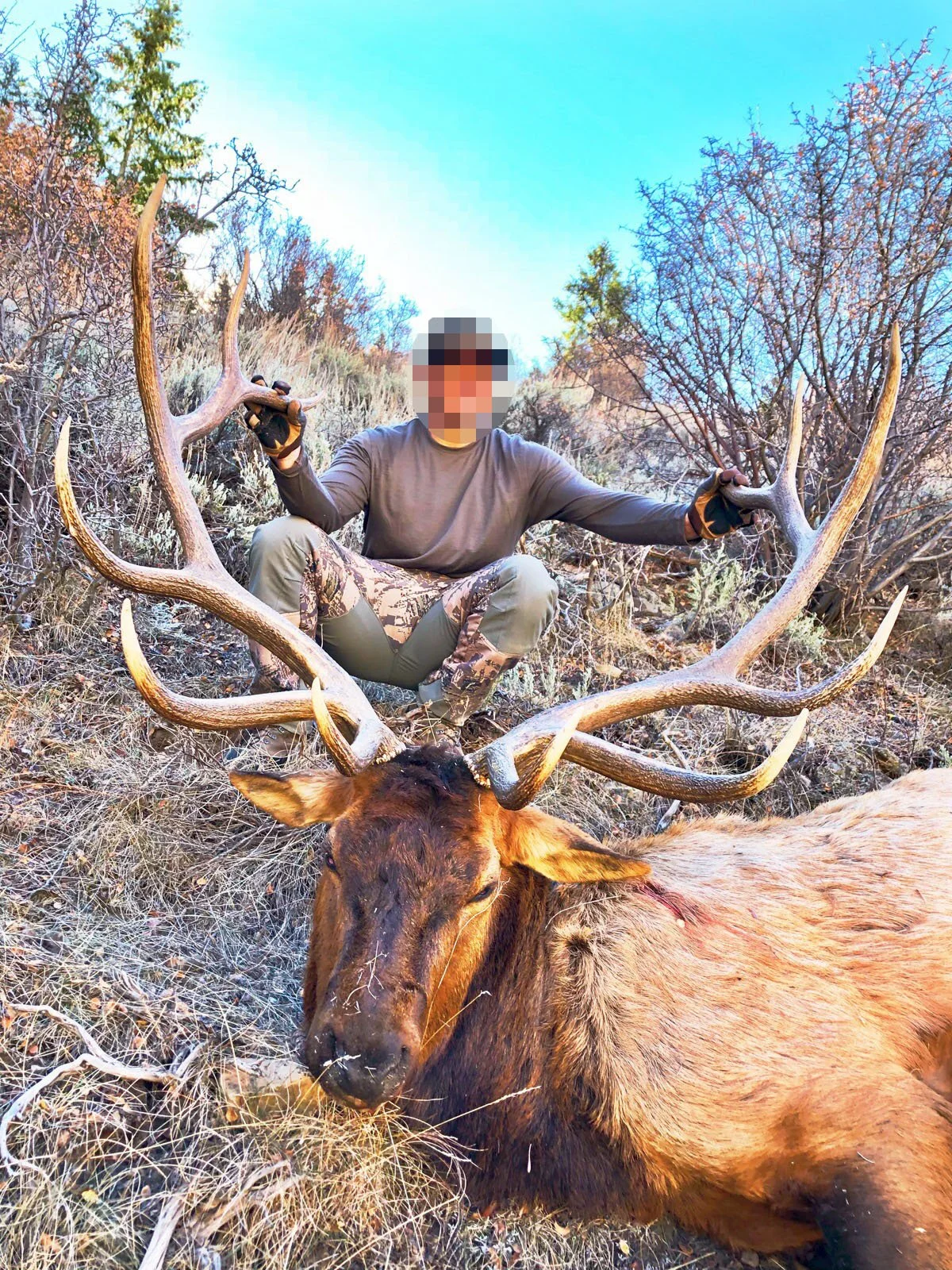 cook_bull_elk.jpg
