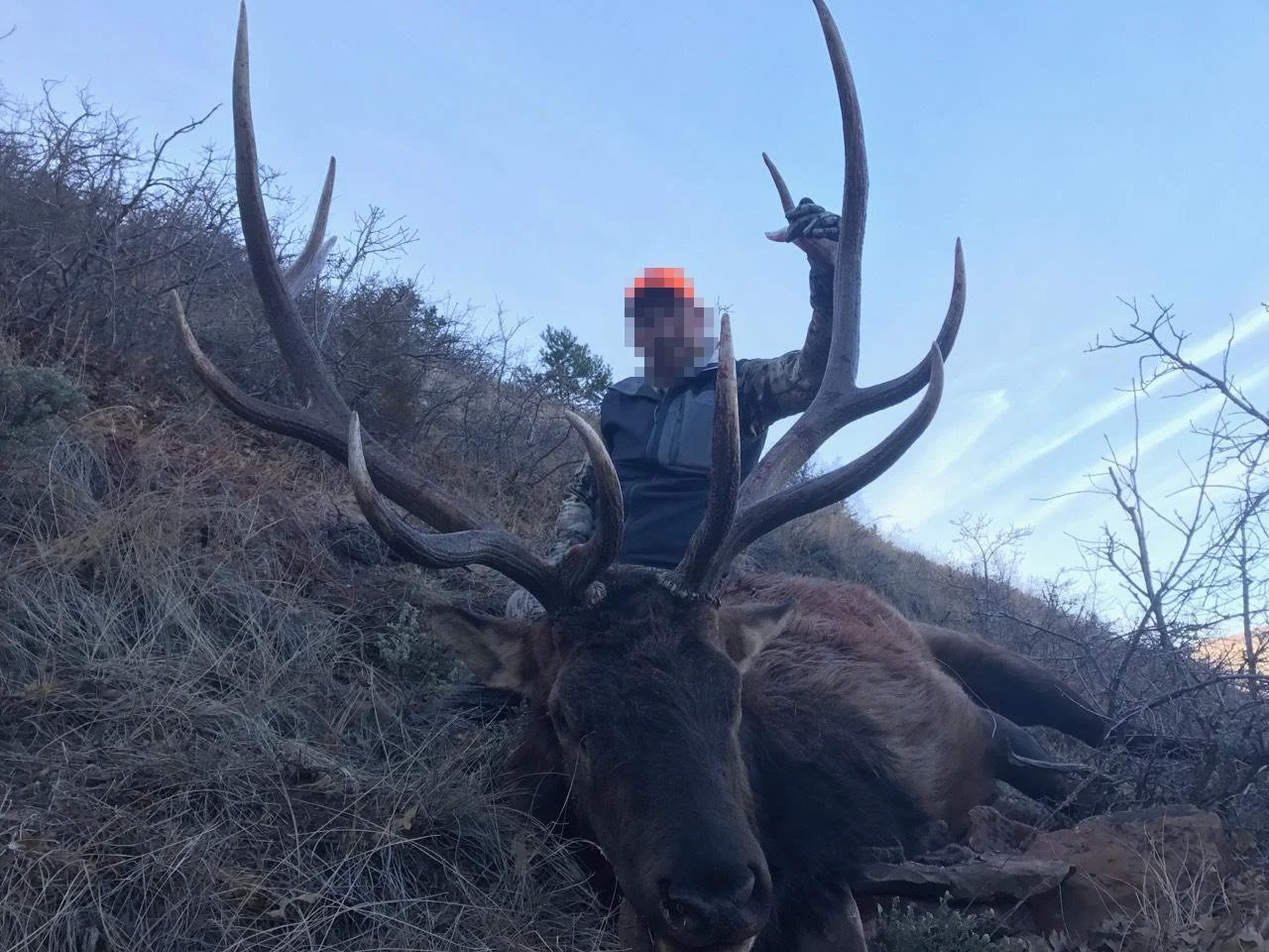 2017_bull_elk_2.jpg