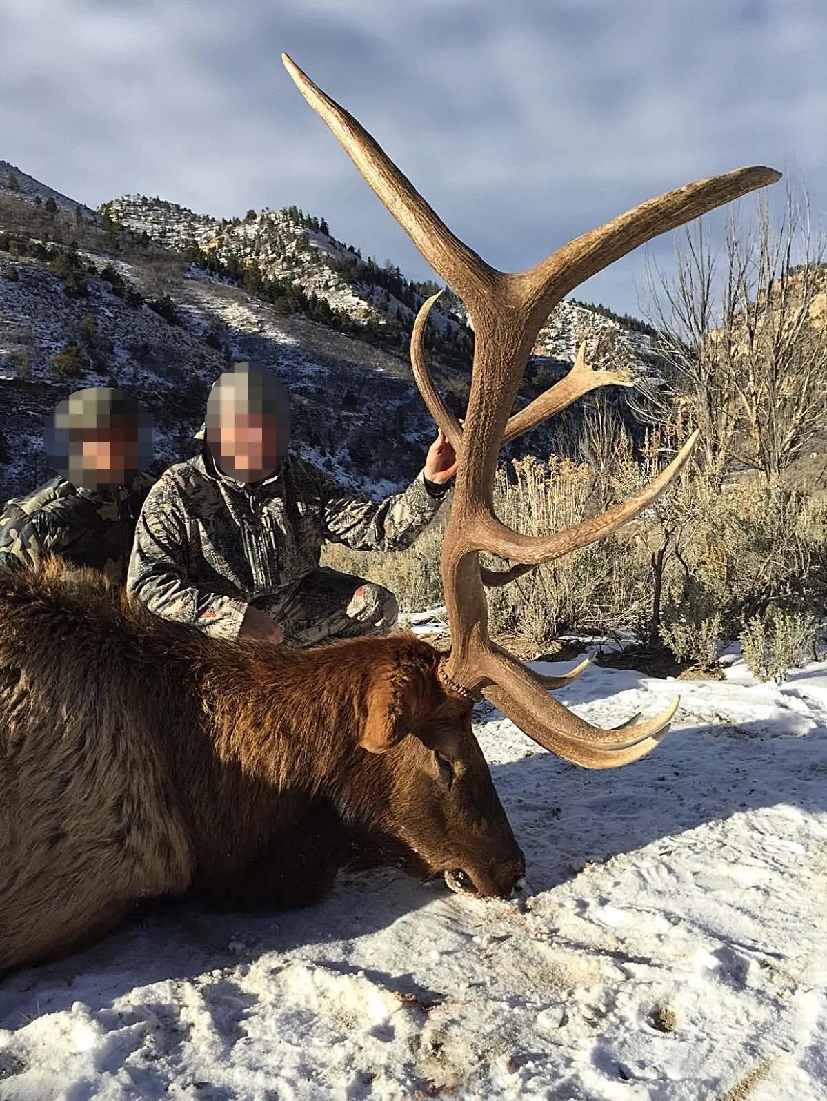 2016_bw_bull_elk.jpg