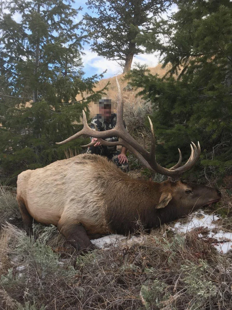 2017_bull_elk.jpg