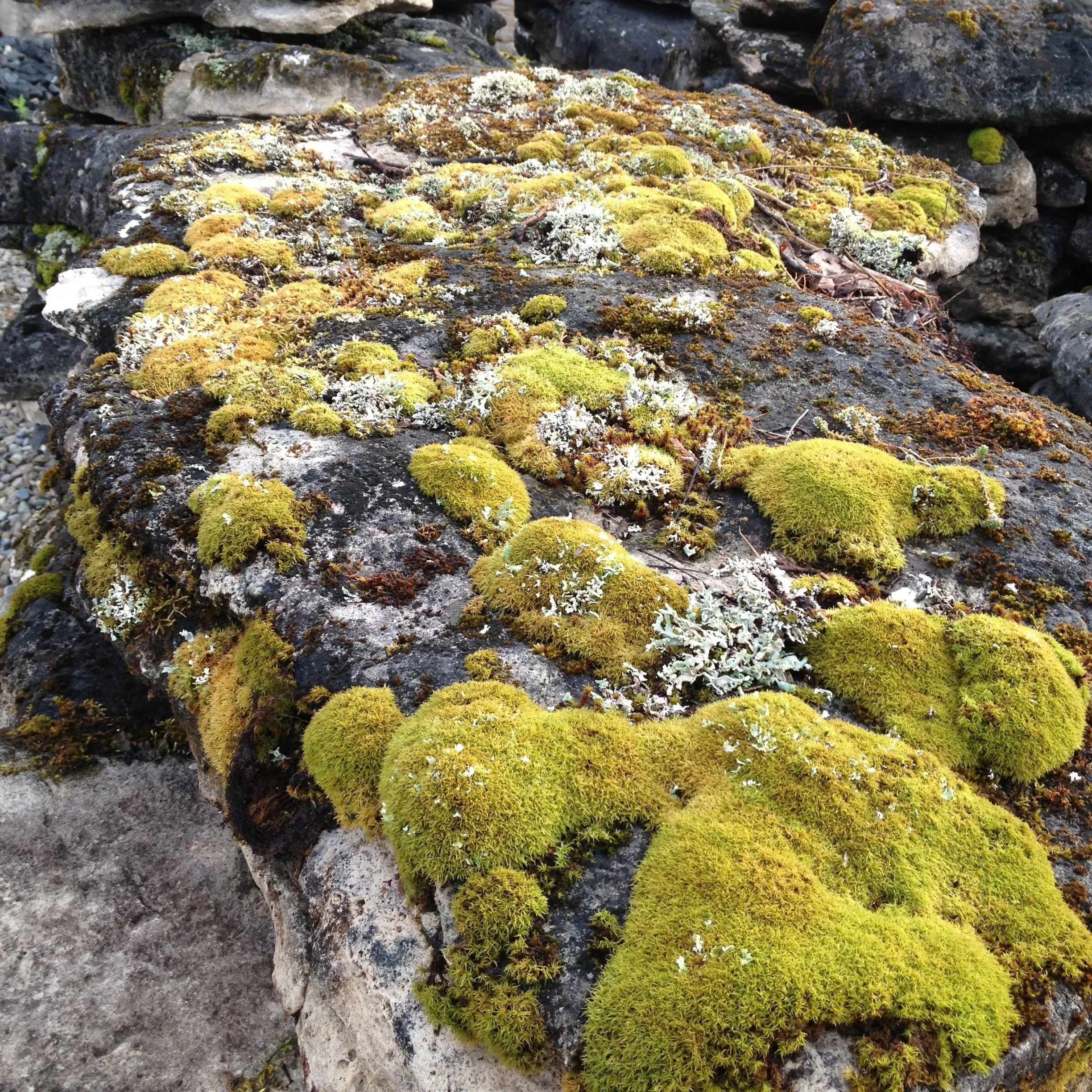 Origins_DecorativeStone_MossRock+2.jpg