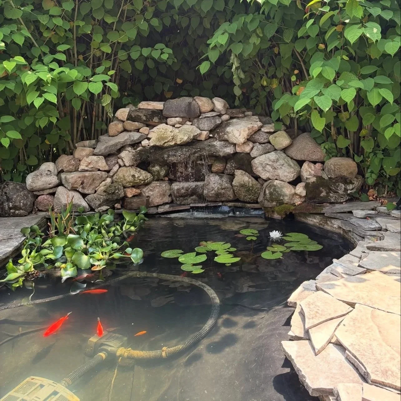 Waterfall and Pond feature