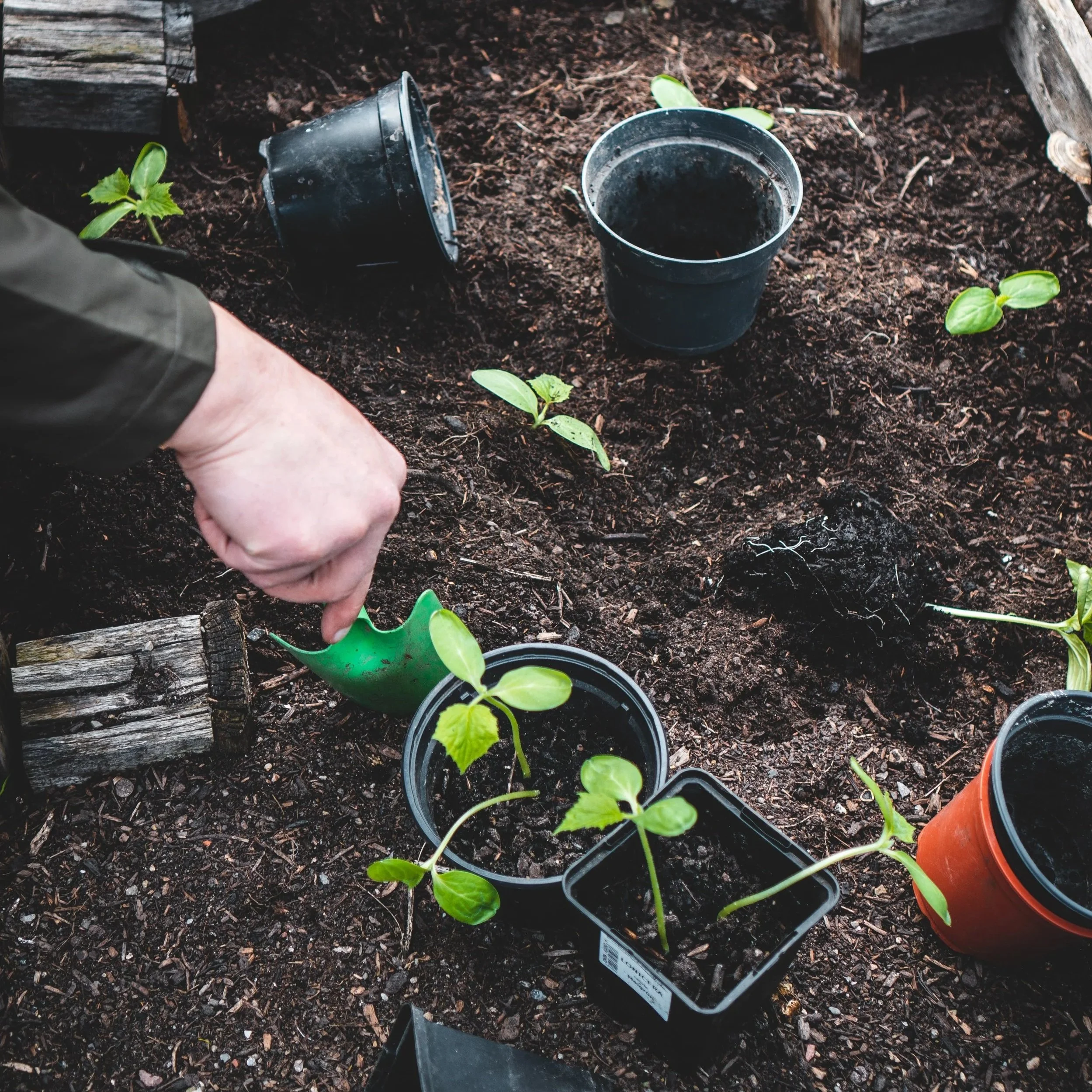 Soil+%28Unsplash%29.jpg
