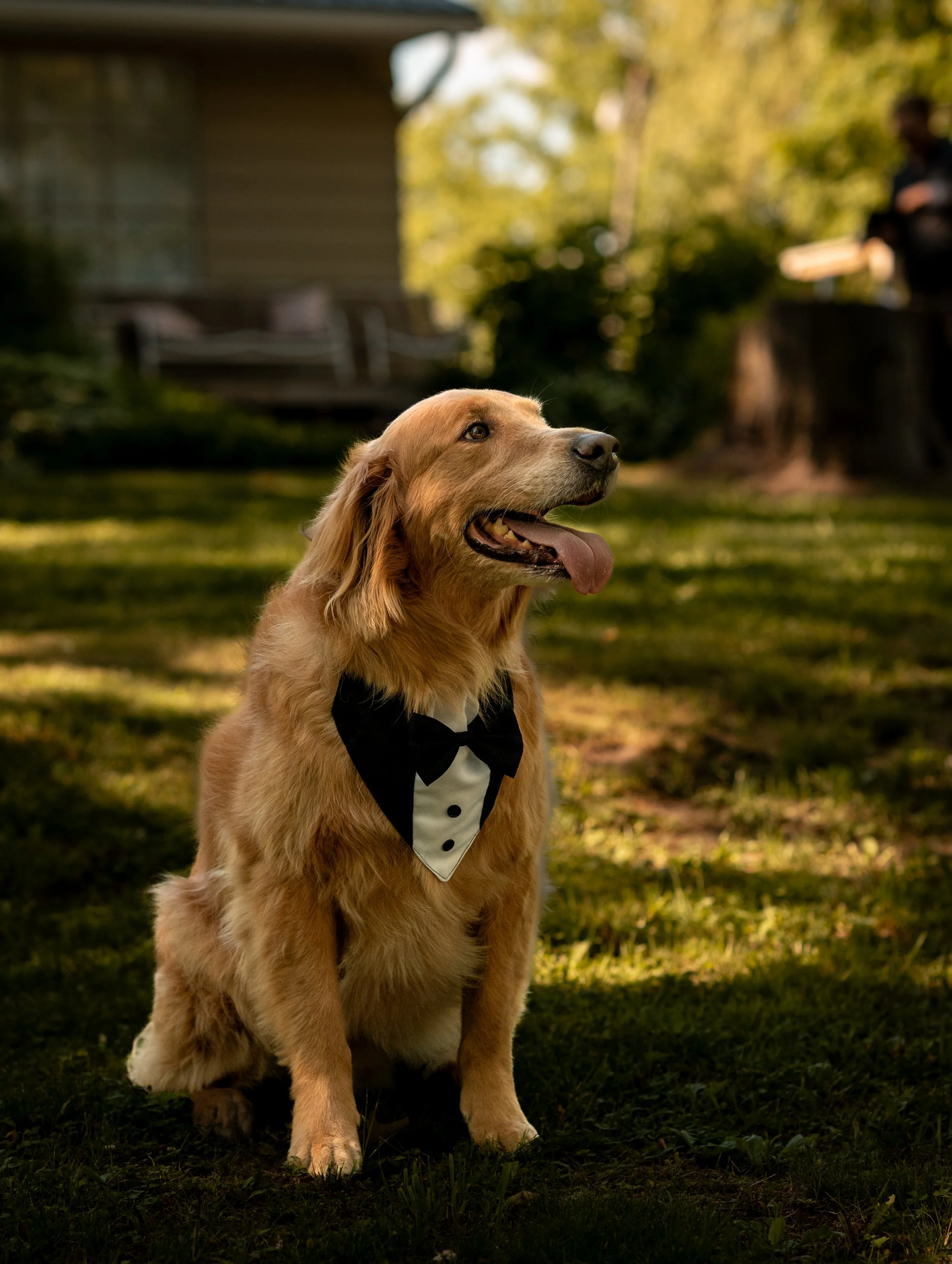 Golden retriever dog wearing a tuxedo bow tie, sitting outdoors on grass in a park with trees, with a person sitting on a bench in the background.