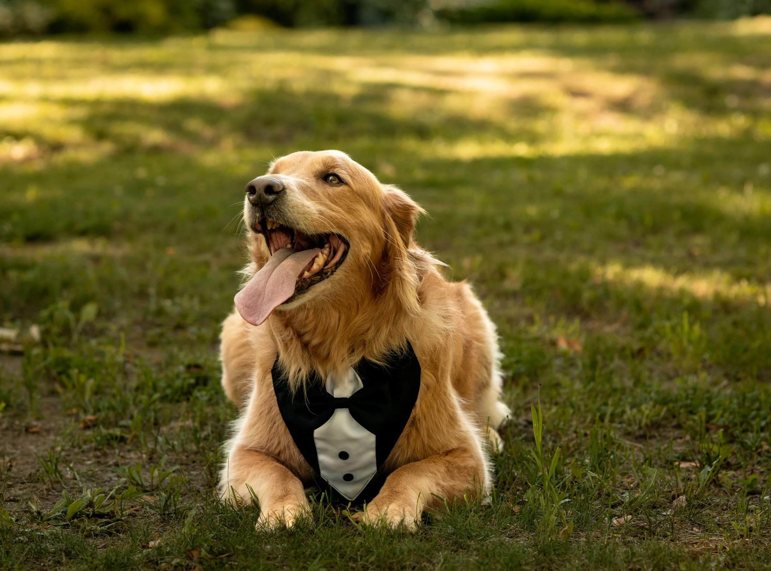 Golden retriever dog wearing a black and white tuxedo bow tie, sitting on grass outdoors.
