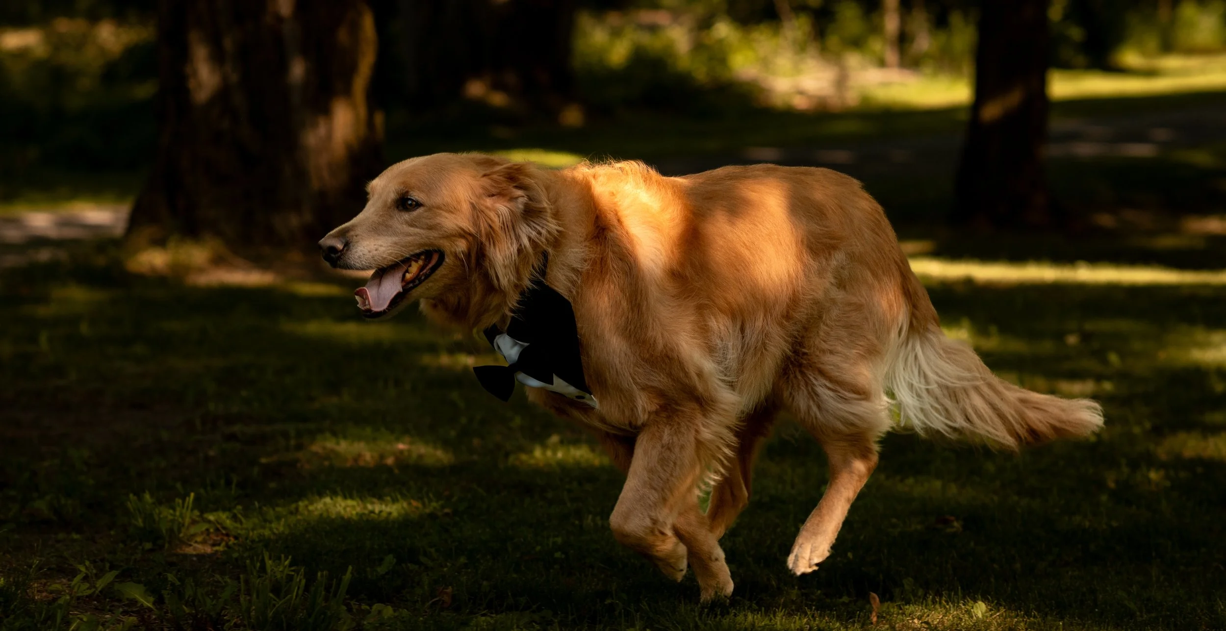 A golden retriever dog wearing a black bow tie, running through a wooded park area with trees and grass, during daytime.