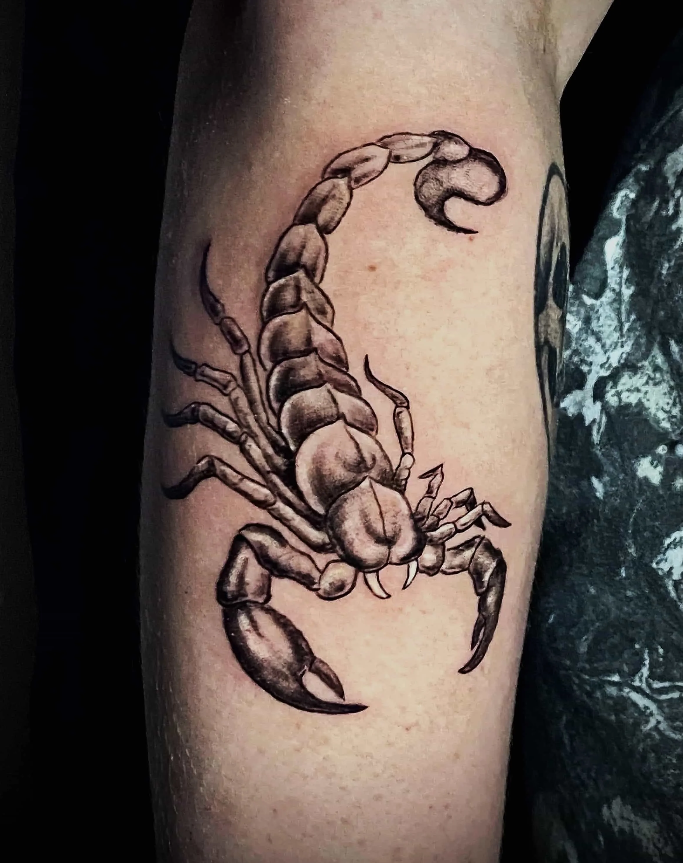 Flash Scorpion black and grey tattoo, Fredericton, NB Good Wave Tattoo 