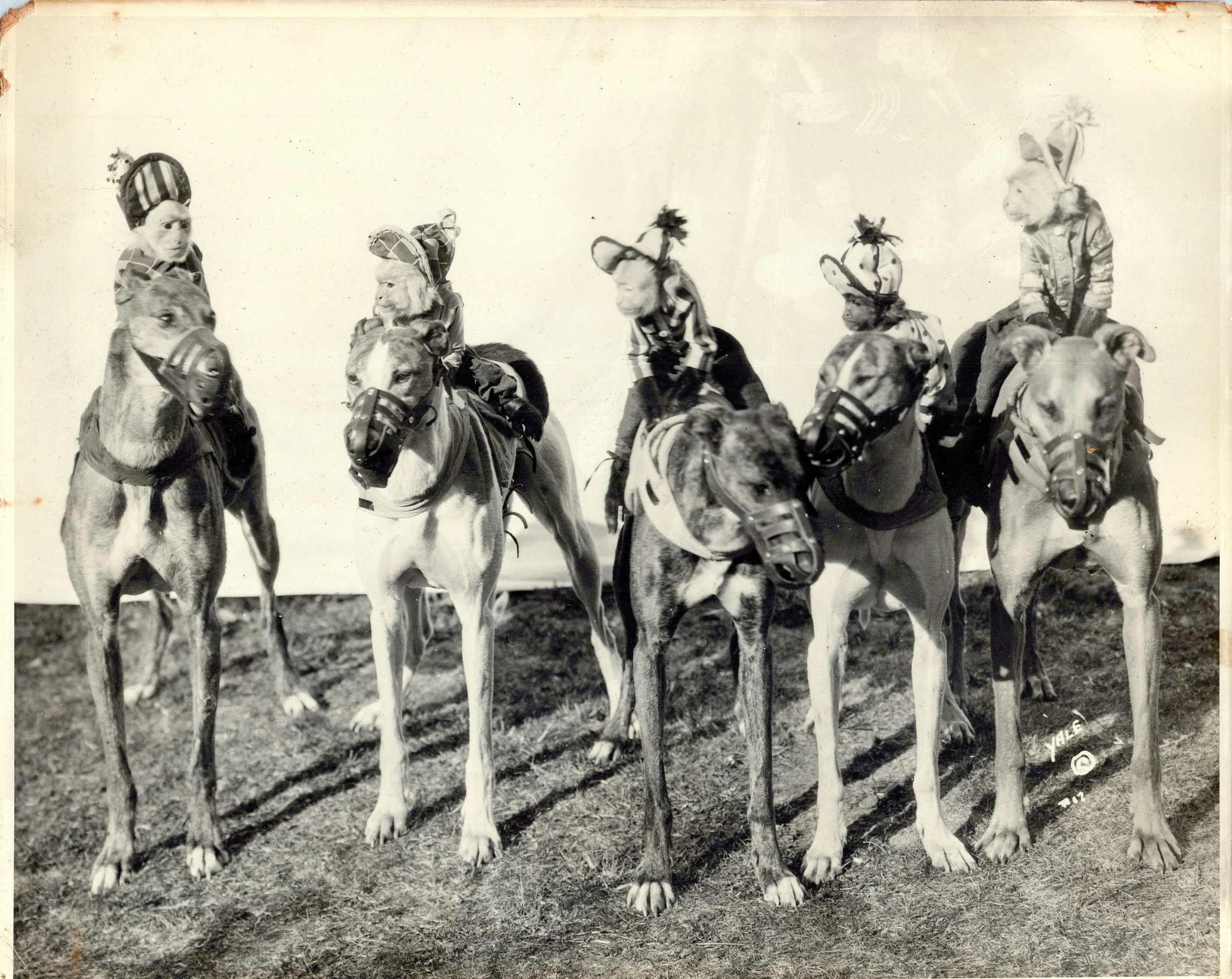 Gone to the Dogs: The El Cerrito Kennel Club