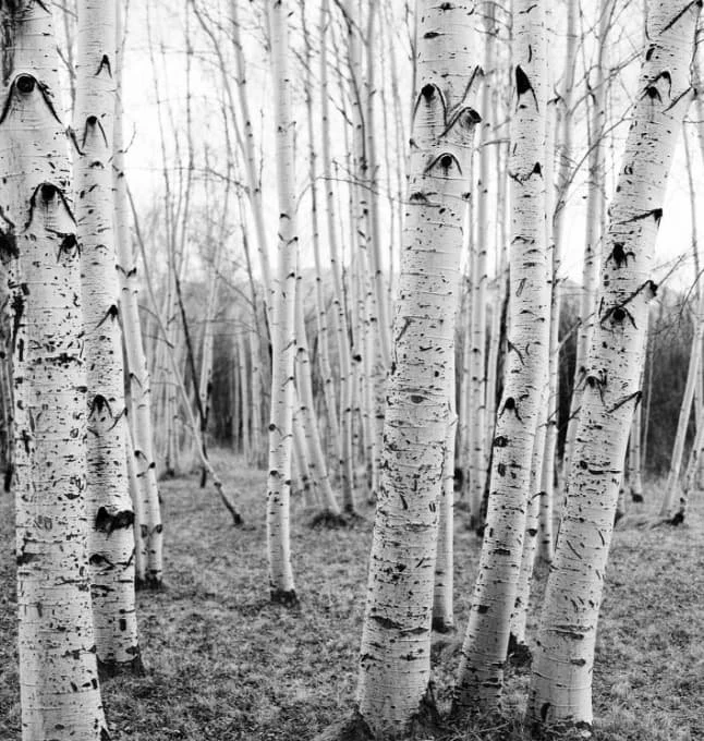 Sustainability Credentials