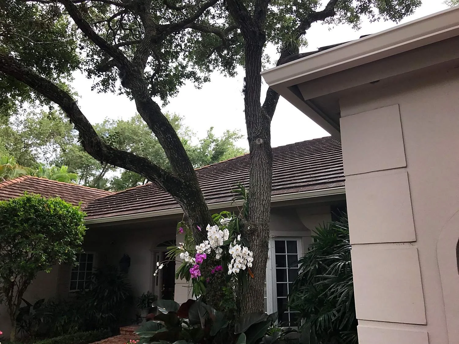 Linen seamless aluminum gutter running along the fascia of a brown tile roof in Coral Gables, with oak branches overhead