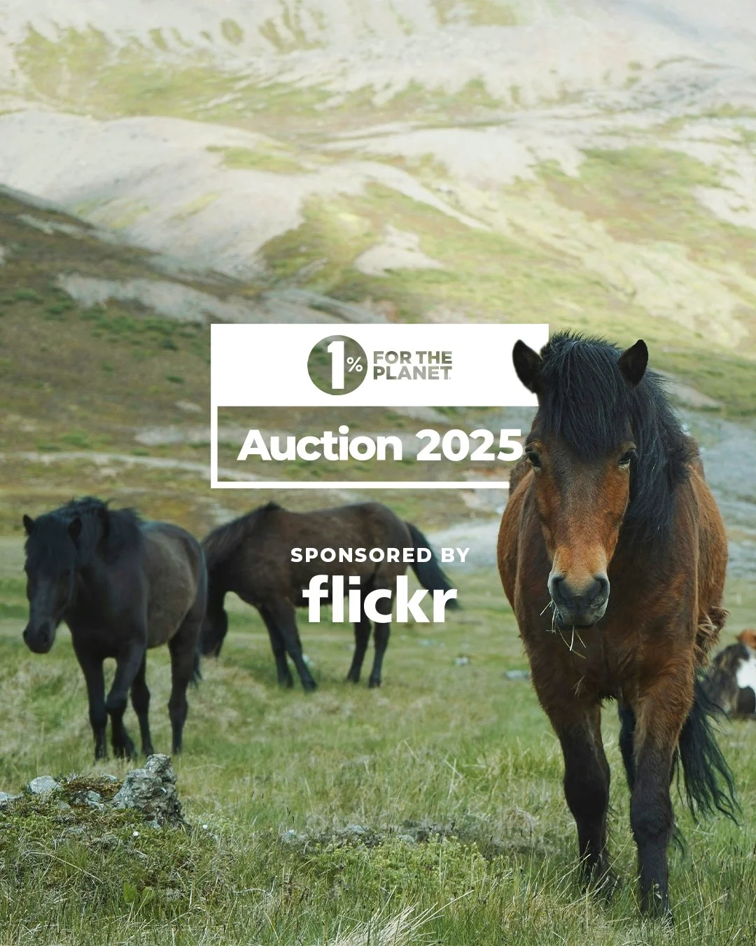 25_FlickrToolkit_Horse.jpg